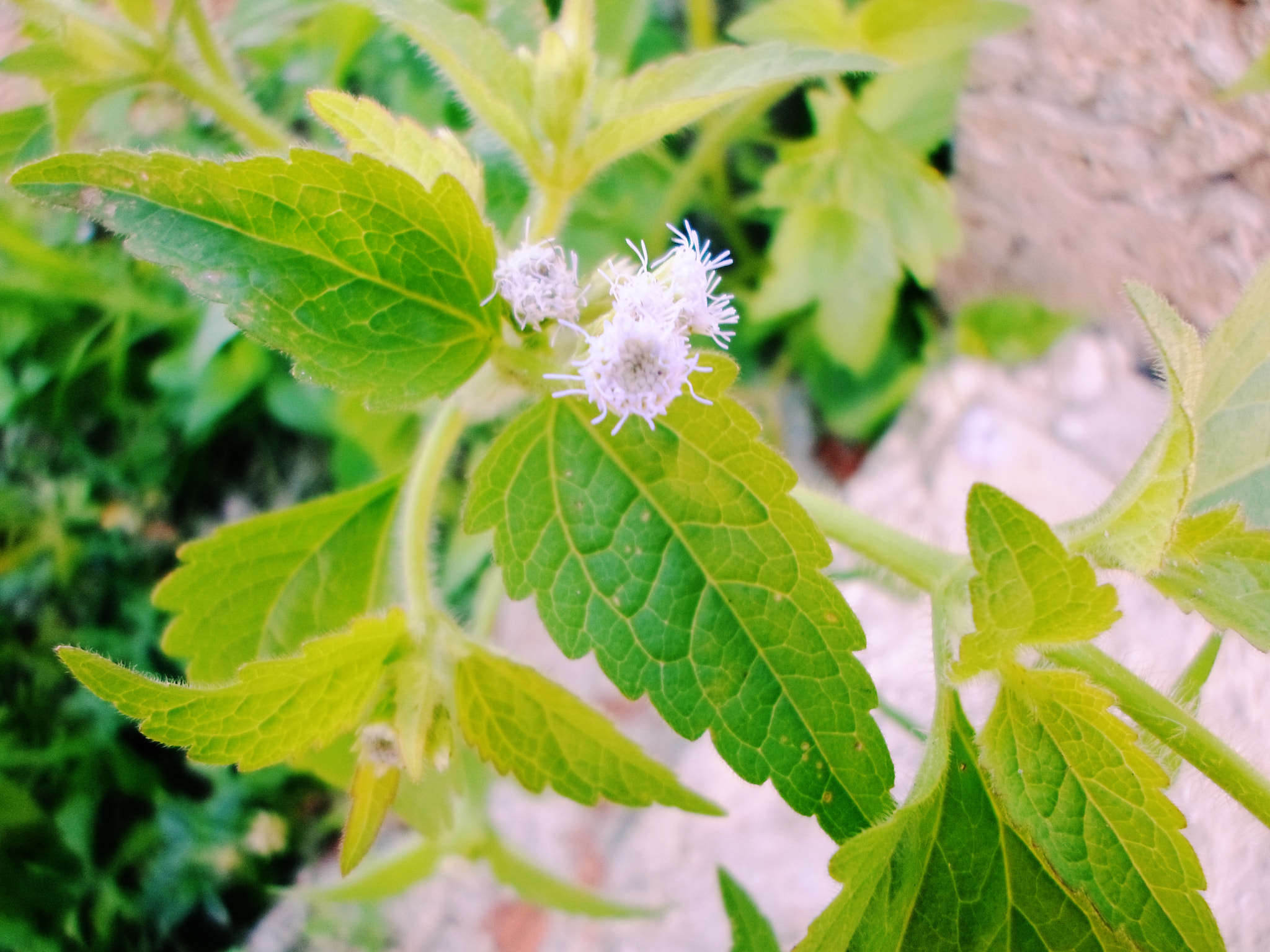 Samsung ST77 / ST79 sample photo. Folhas photography