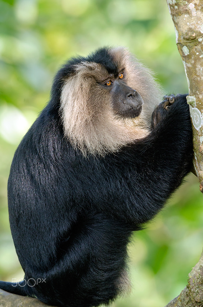 Nikon D7000 + Nikon AF-S Nikkor 500mm F4G ED VR sample photo. Lion tailed macaque photography