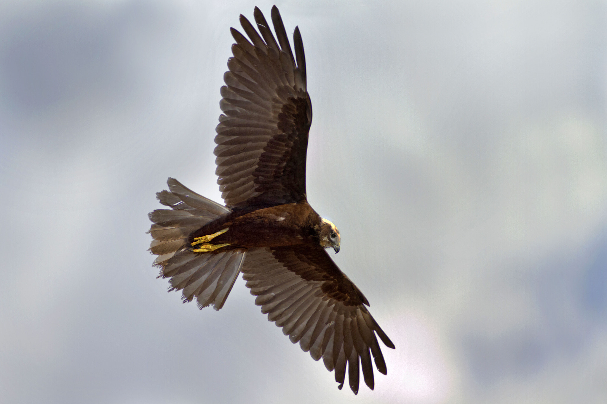 Canon EF 300mm f/2.8L + 2x sample photo. Marsh harrier photography