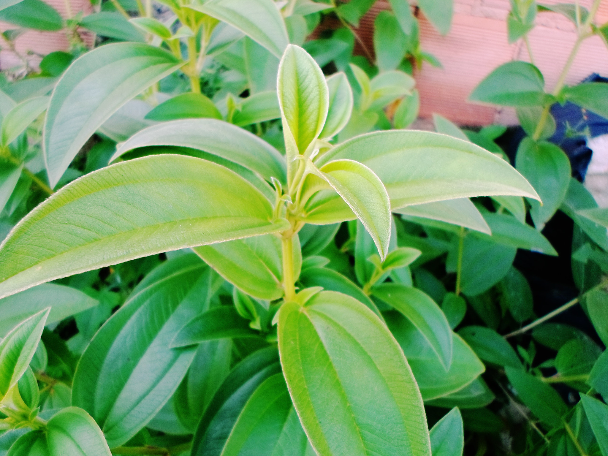 Samsung ST77 / ST79 sample photo. Planta photography