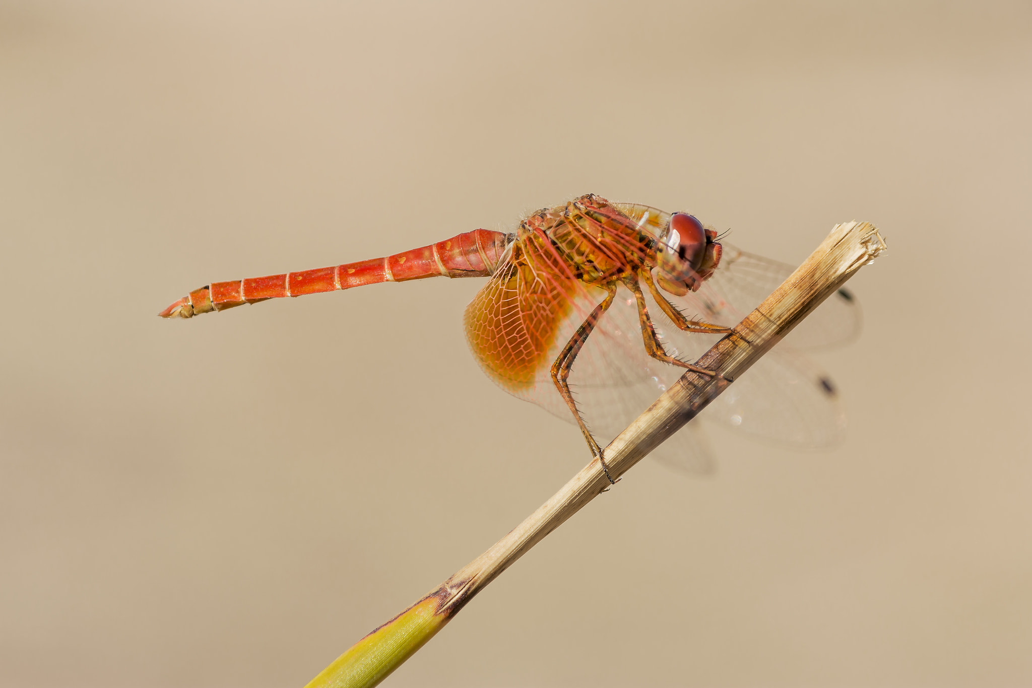 Nikon D7100 + AF Micro-Nikkor 60mm f/2.8 sample photo. ♂ orange-winged dropwing photography