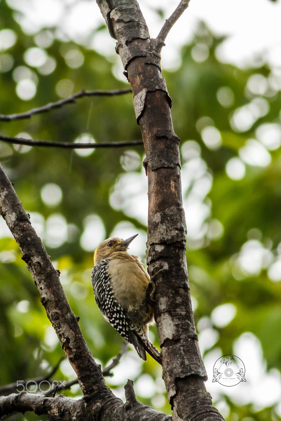 Canon EF 400mm F5.6L USM sample photo. Hoffmmann's woodpecker, photography