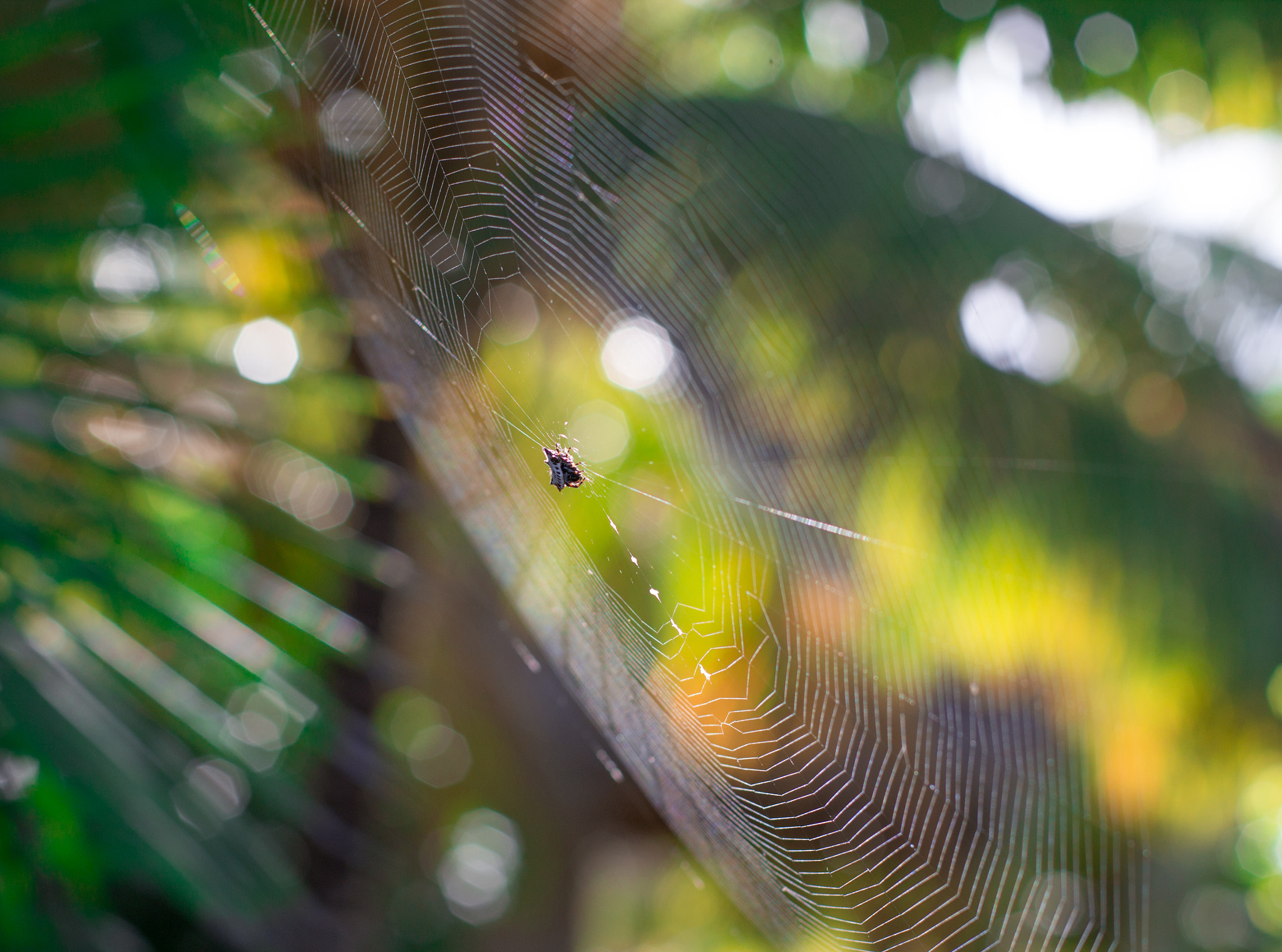 Canon EF 50mm F1.4 USM sample photo. Araña panadera (gasteracantha cancriformis) photography