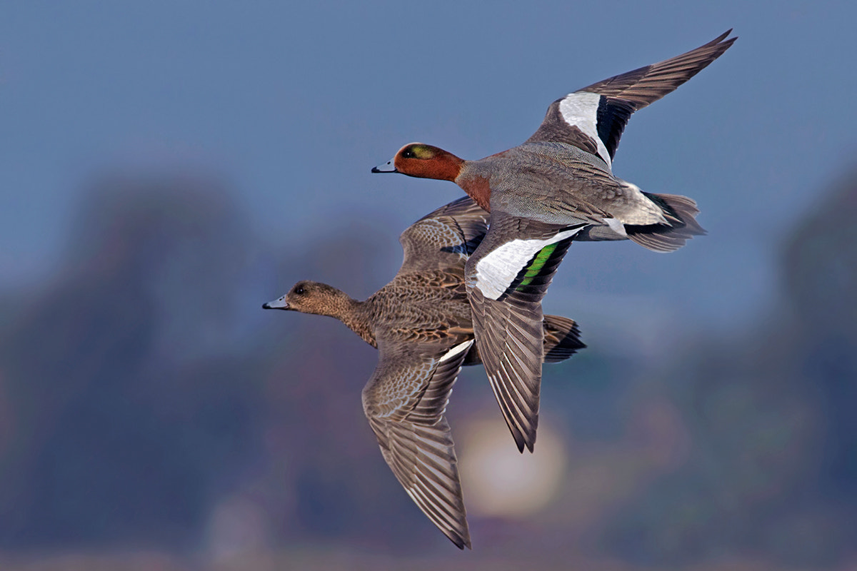 Canon EOS 7D + Canon EF 300mm f/2.8L + 1.4x sample photo. Widgeons photography