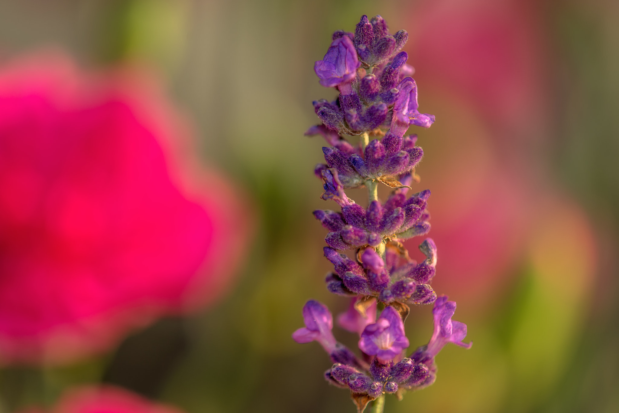 Sony SLT-A99V sample photo. Lavender & carnations photography