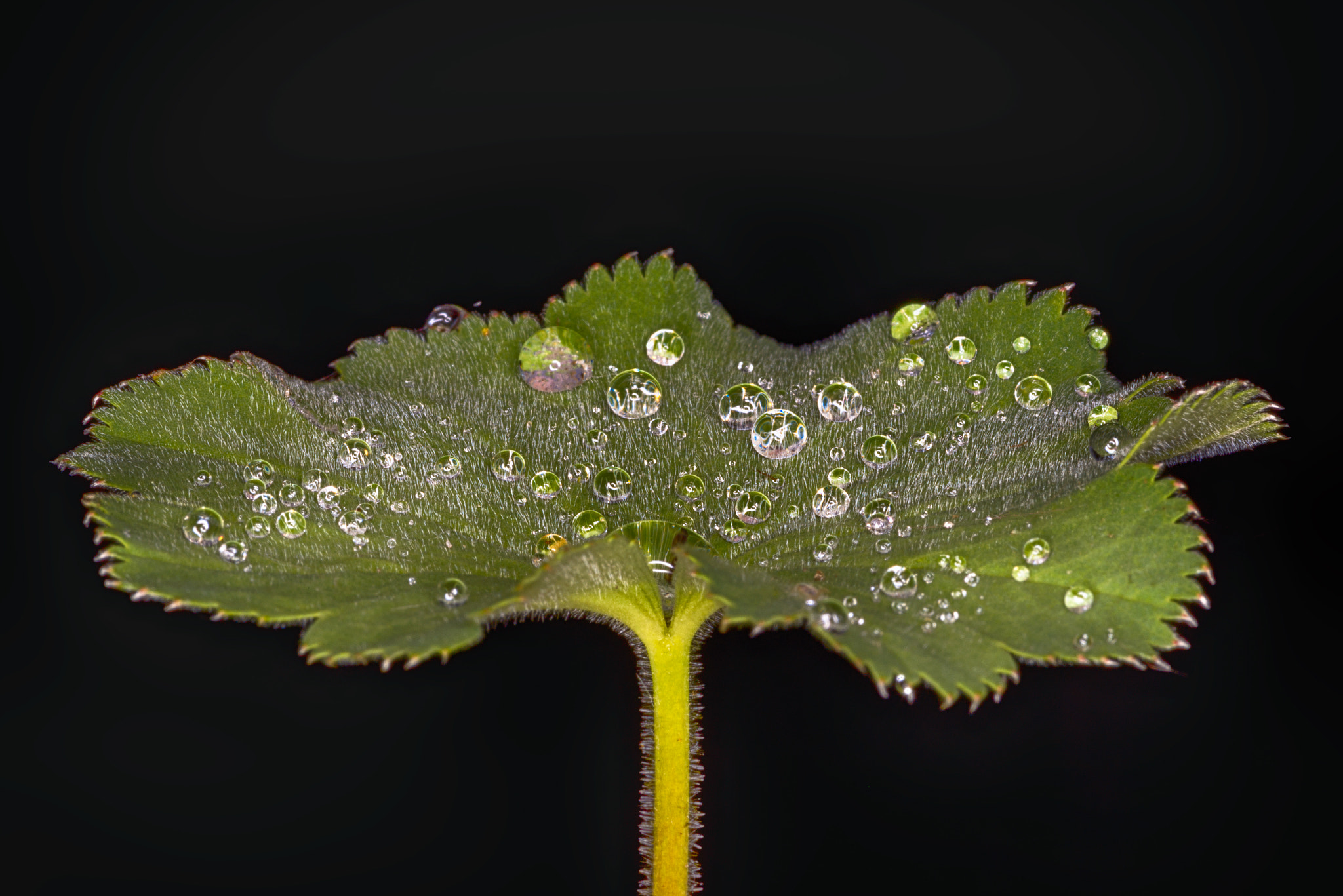 Tokina AT-X Pro 100mm F2.8 Macro sample photo. To be wet photography