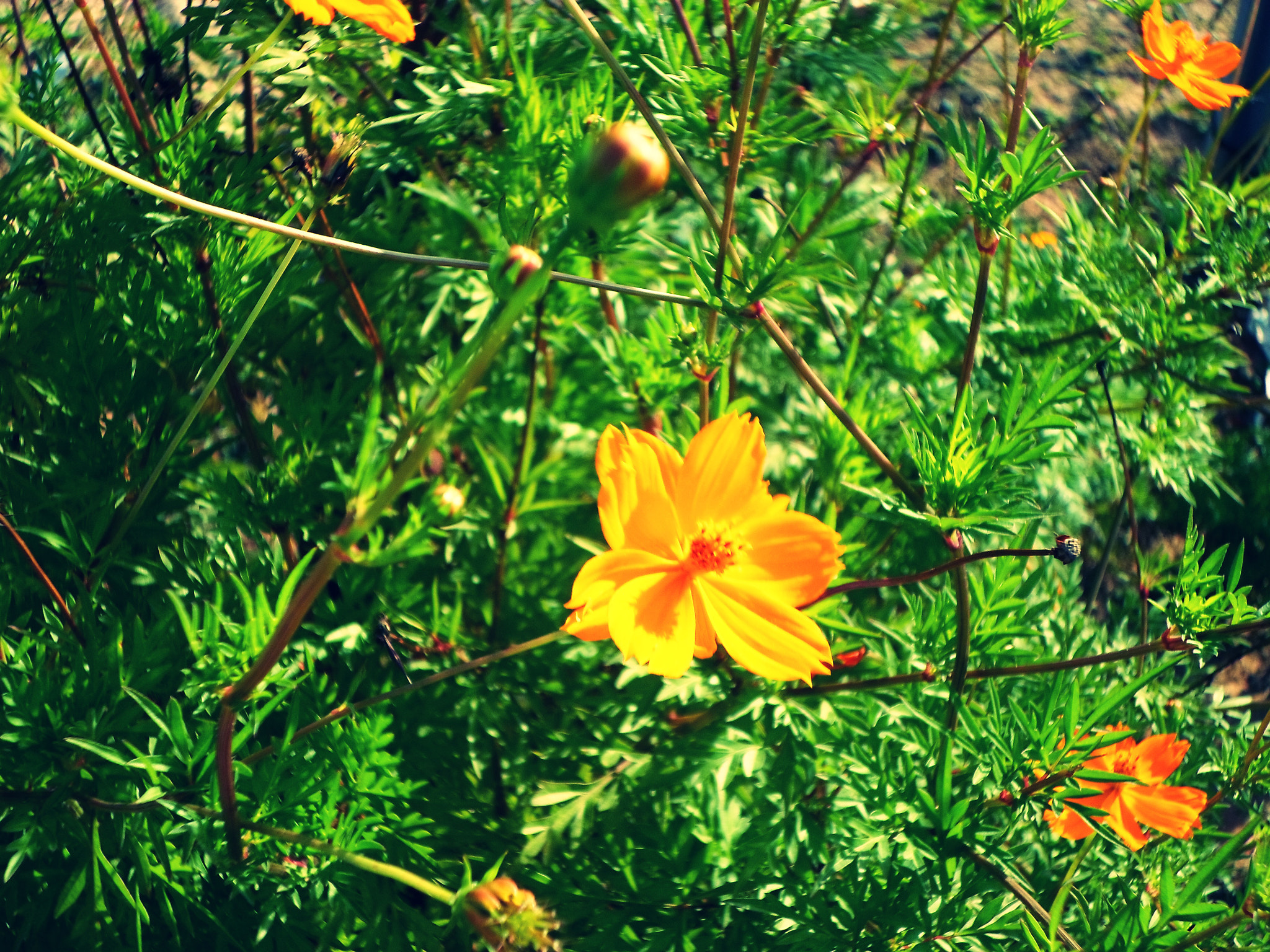 Samsung ST77 / ST79 sample photo. Flores photography