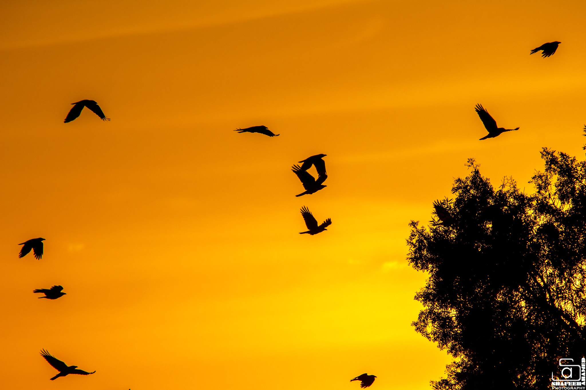 Sigma 150-500mm F5-6.3 DG OS HSM sample photo. Sunset photography