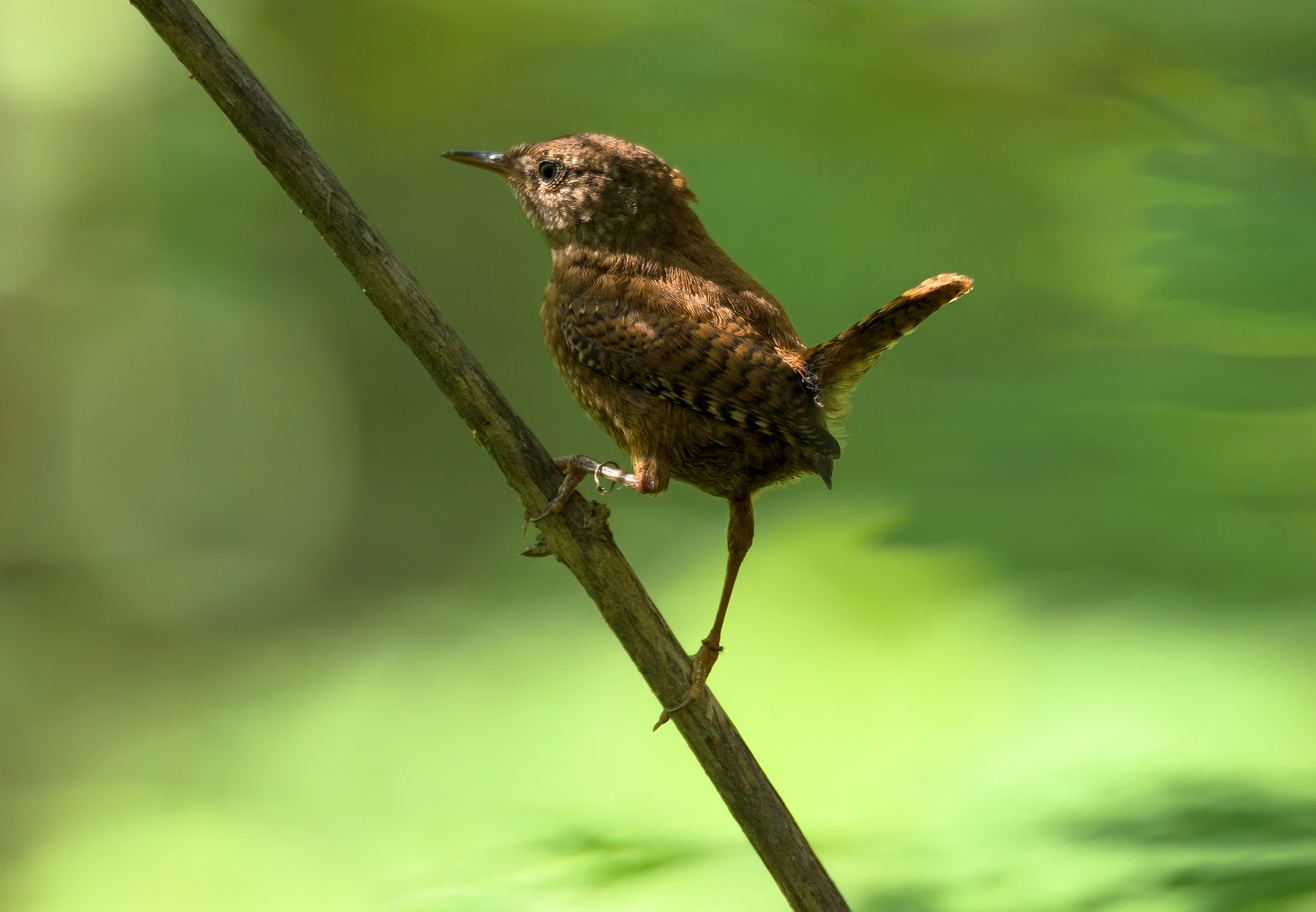 Sigma 150-600mm F5-6.3 DG OS HSM | S sample photo. Амазонка photography