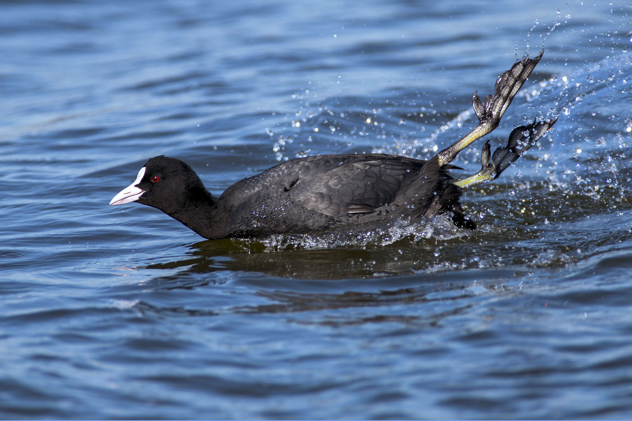 Canon EOS 70D + Canon EF 300mm f/2.8L + 1.4x sample photo. Coot photography