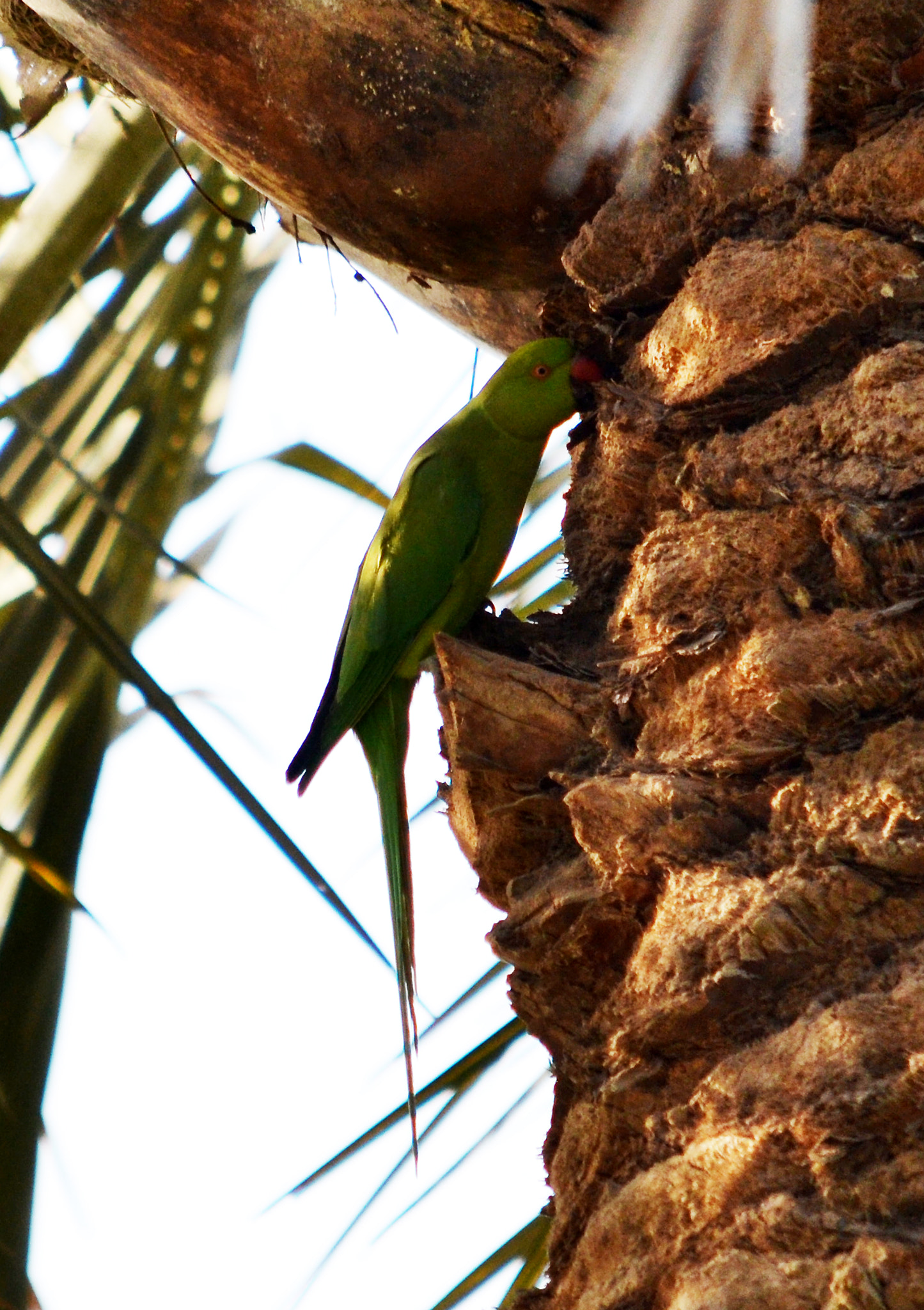 IX-Nikkor 60-180mm f/4.5-5.6 sample photo. Parrot photography