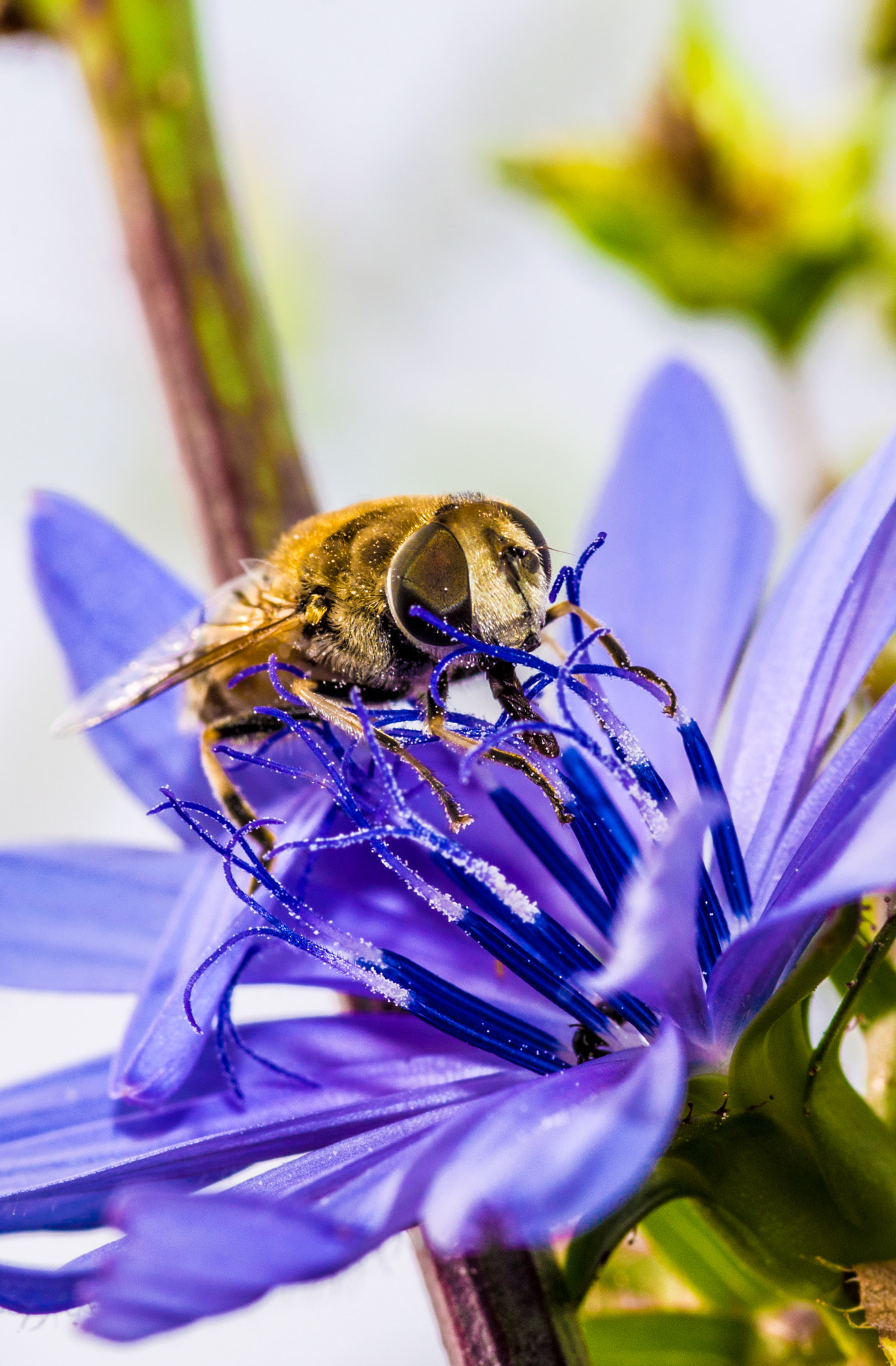 Nikon D600 + AF Micro-Nikkor 105mm f/2.8 sample photo. Flies and lilac flower photography