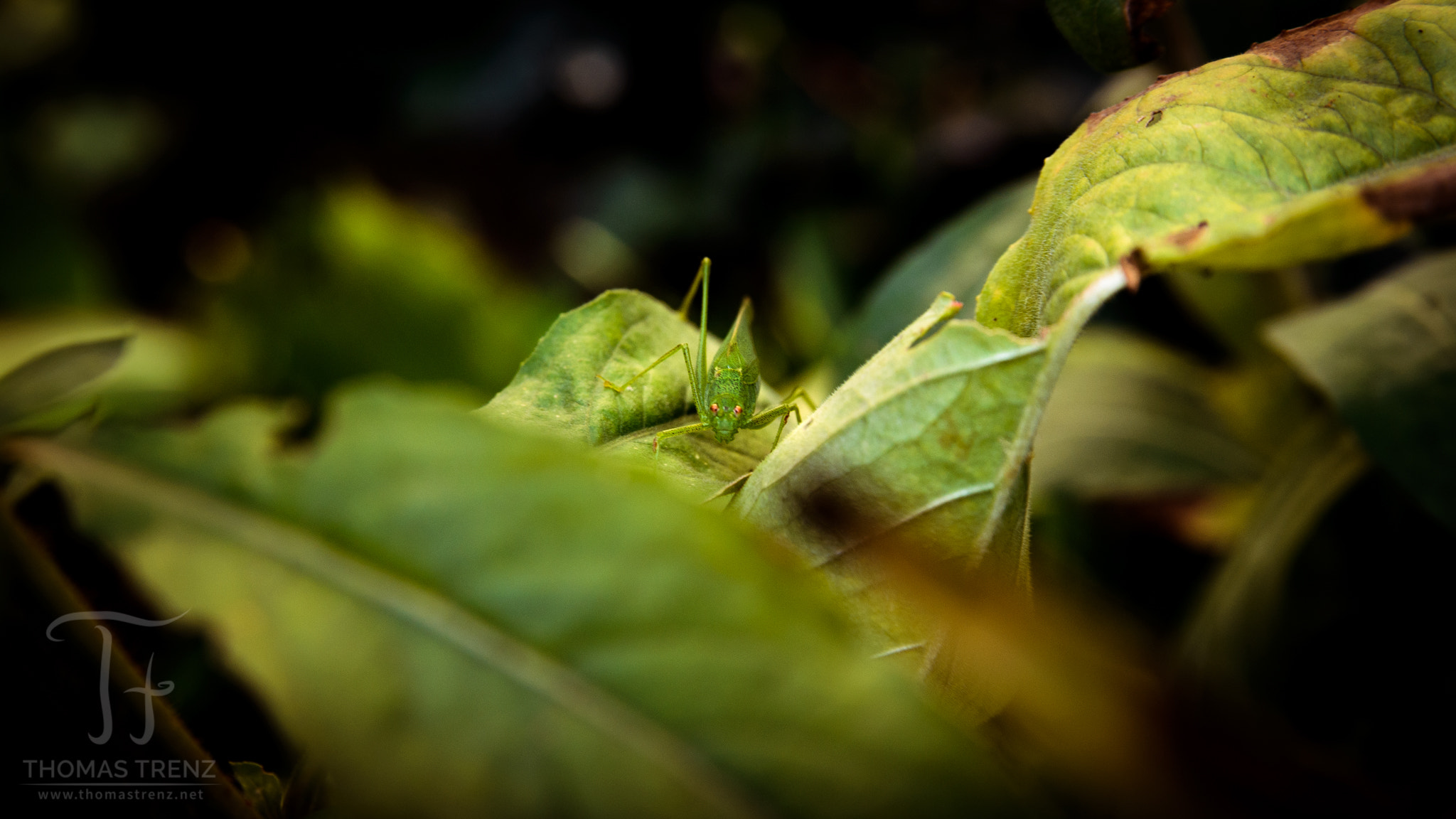 Nikon D600 sample photo. Can you see me? photography