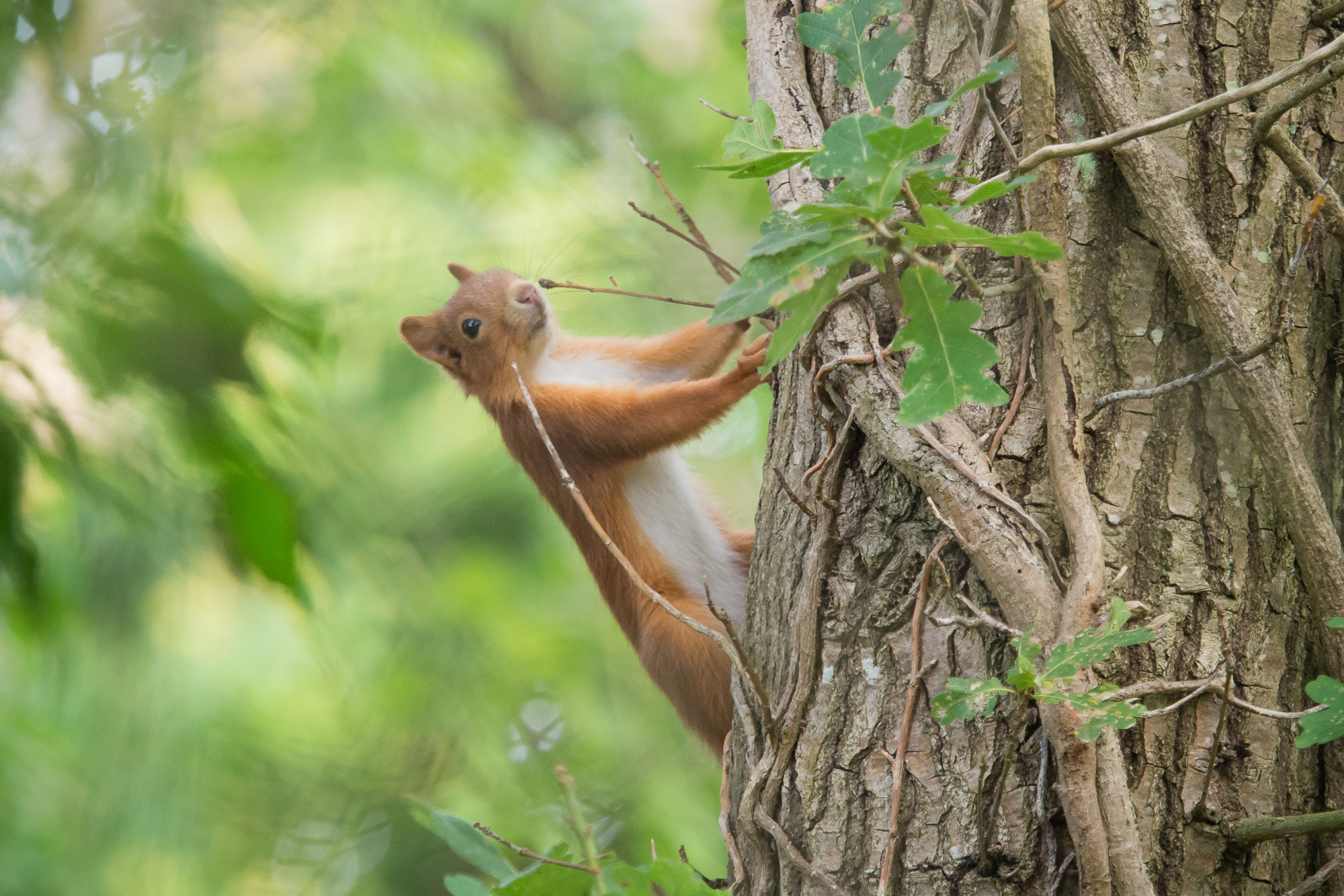 Olympus OM-D E-M10 + Olympus M.Zuiko Digital ED 40-150mm F2.8 Pro sample photo. Red squirrel photography