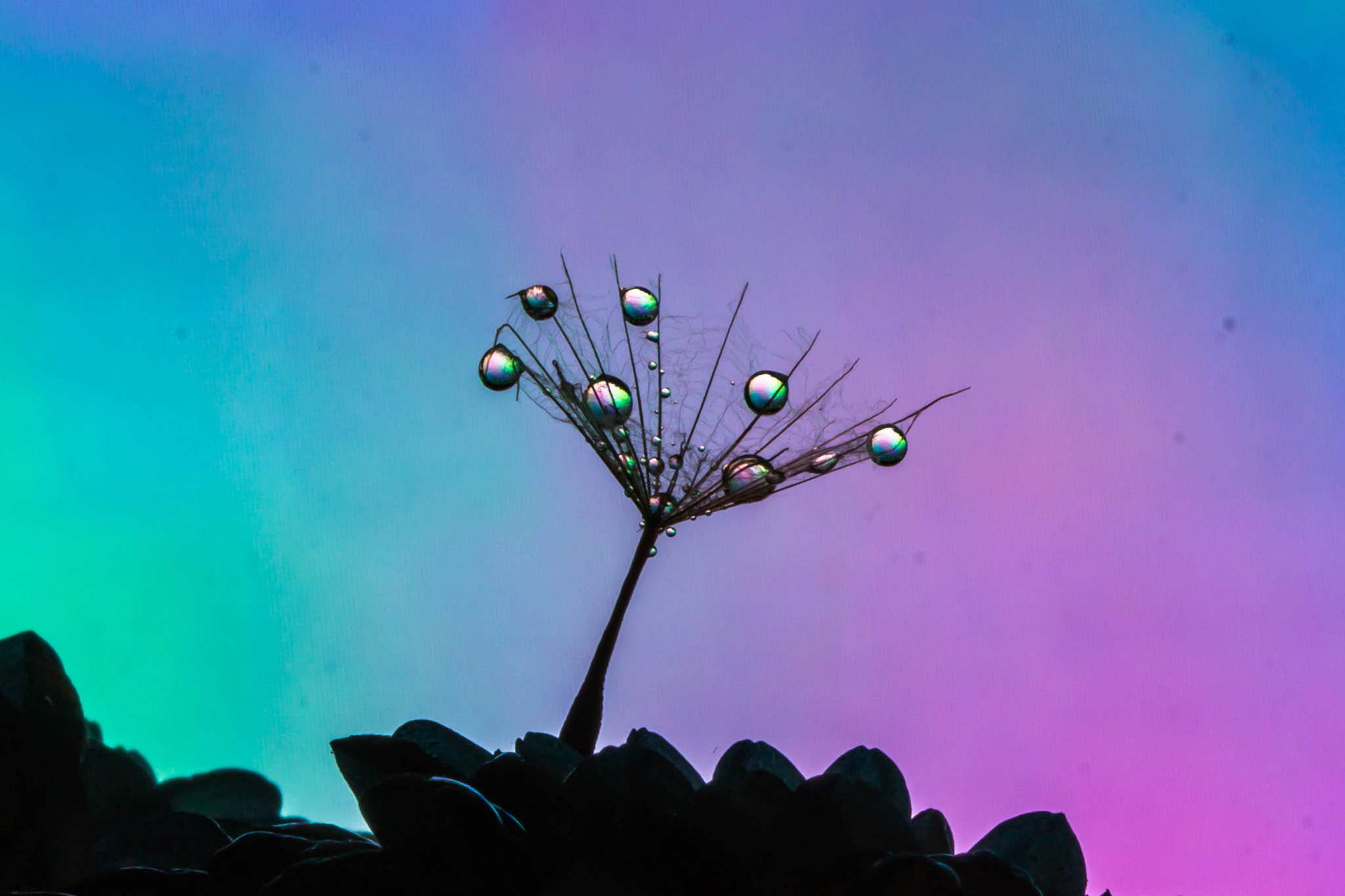 Canon EF 100mm F2.8 Macro USM sample photo. Dreamcatcher photography
