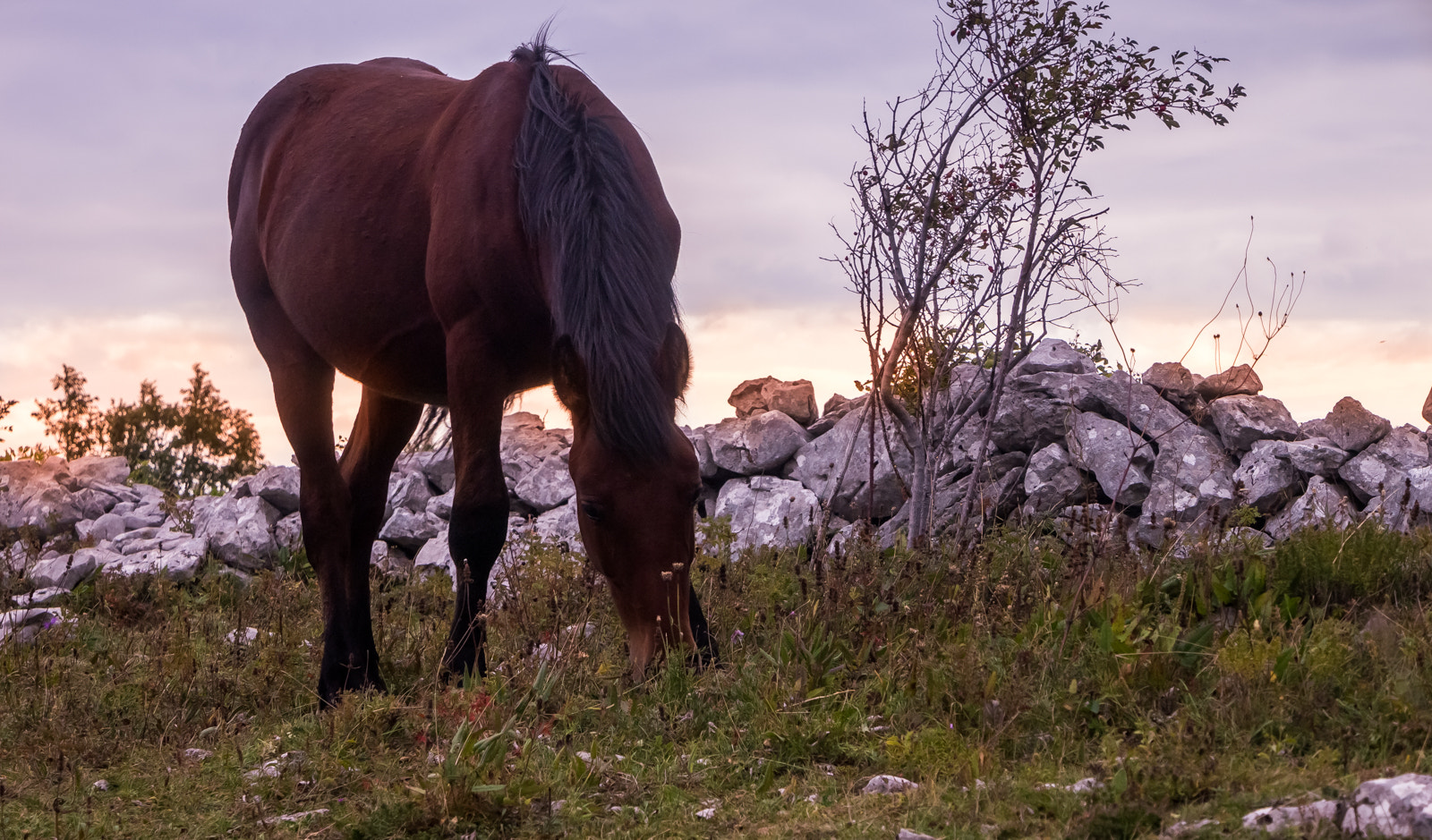 Olympus PEN E-PL3 sample photo. A horse photography