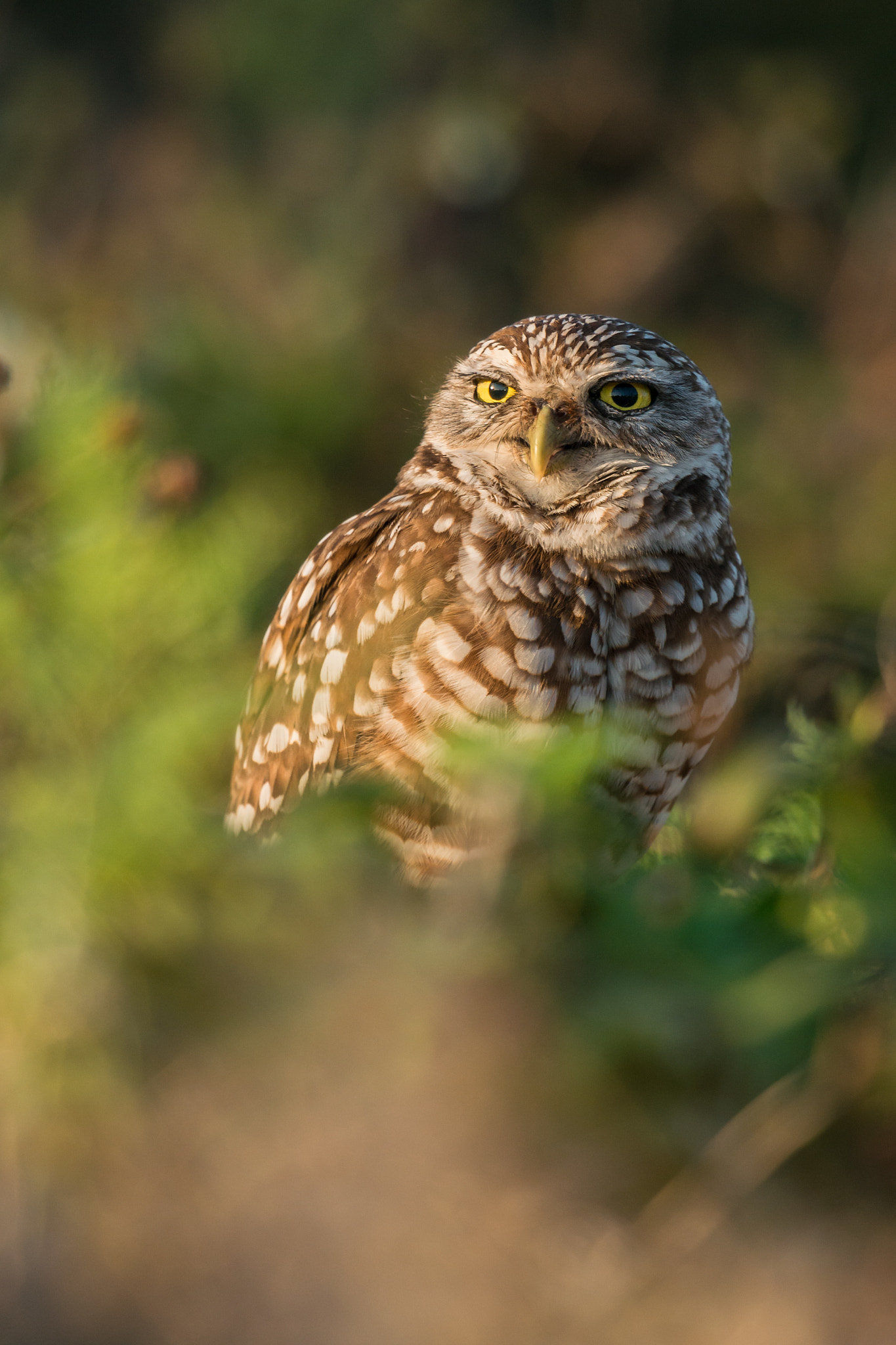 Nikon Nikkor AF-S 300mm F4E PF ED VR sample photo. Burrowing owl (athene cunicularia) photography