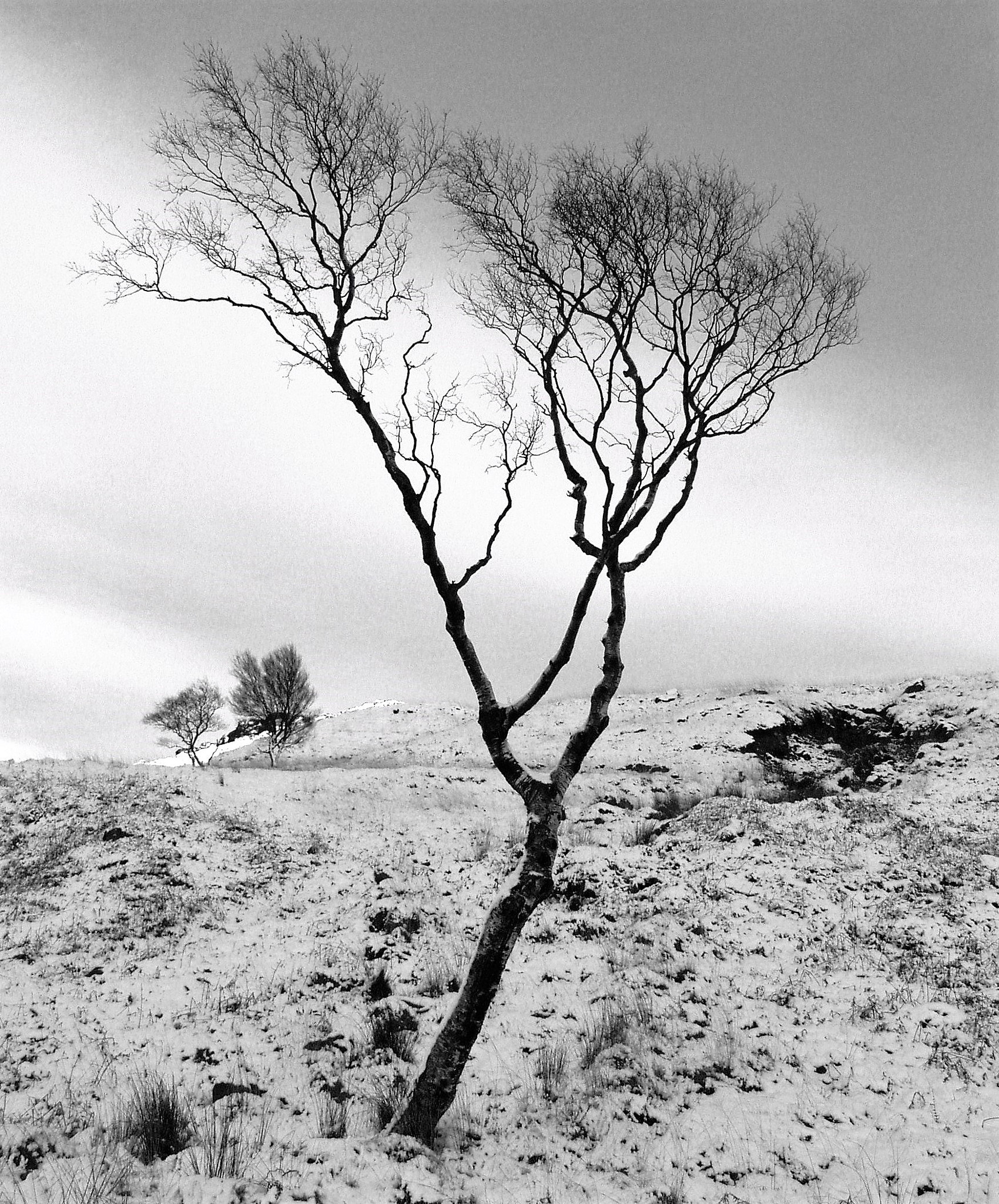 Olympus E-20,E-20N,E-20P sample photo. Winter tree photography