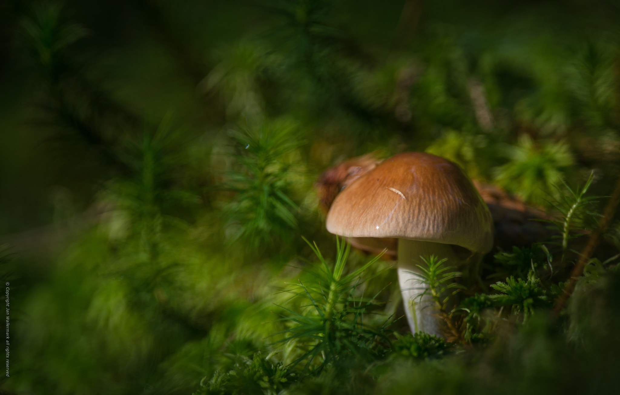 Nikon AF-S Nikkor 400mm F2.8E FL ED VR sample photo. Exploring the forest ll photography