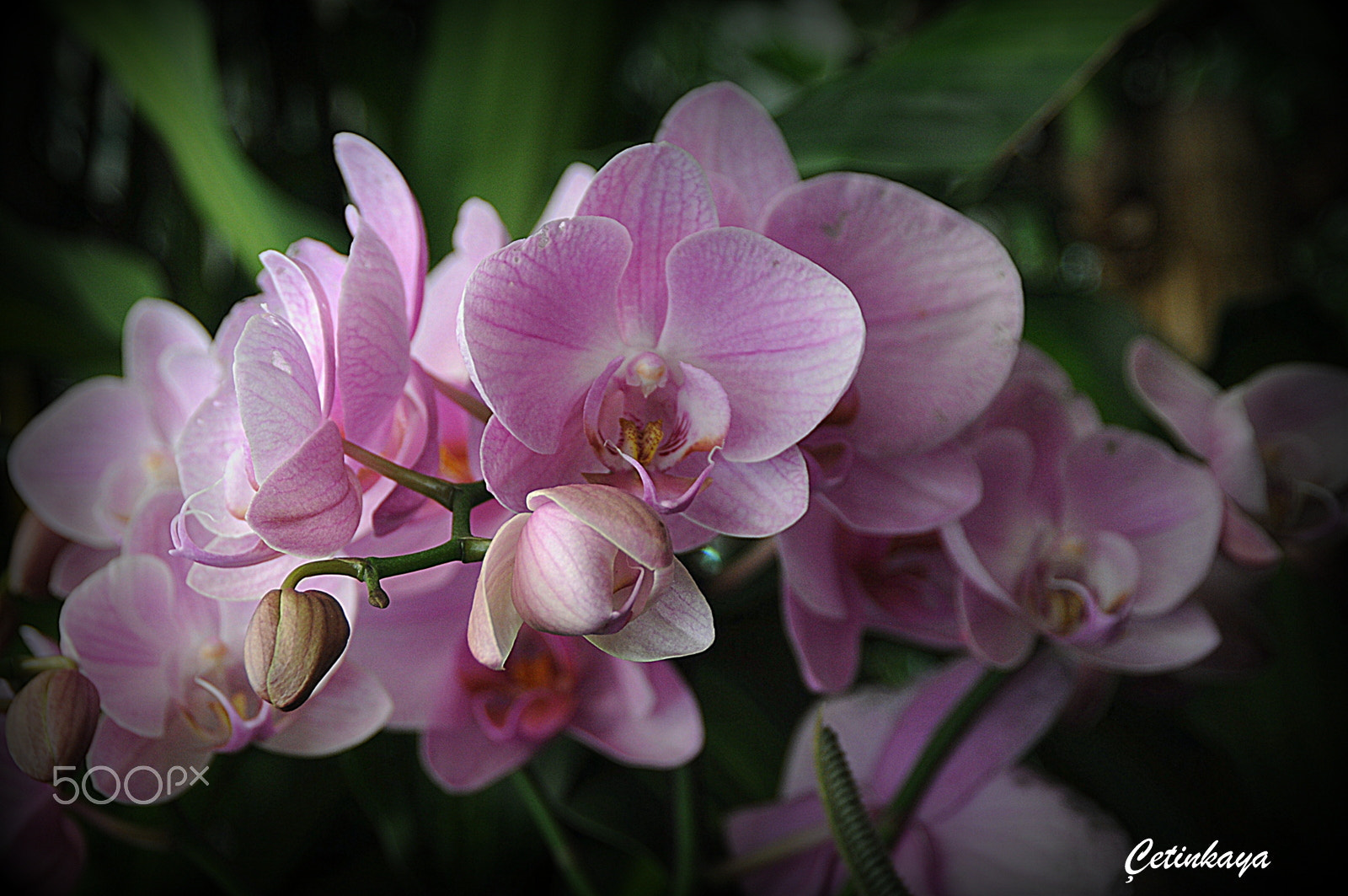 Nikon D300S sample photo. Orchıd 5 photography