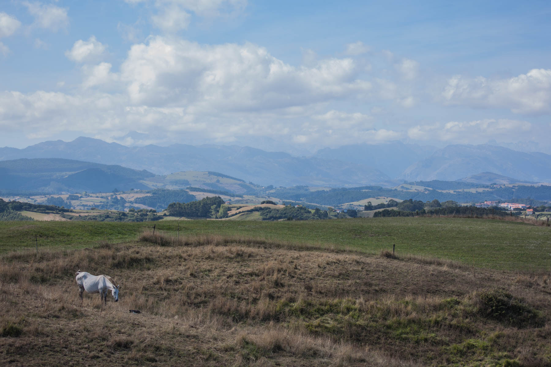 Canon EOS 500D (EOS Rebel T1i / EOS Kiss X3) + Sigma 55-200mm f/4-5.6 DC sample photo. Go ride a white horse photography