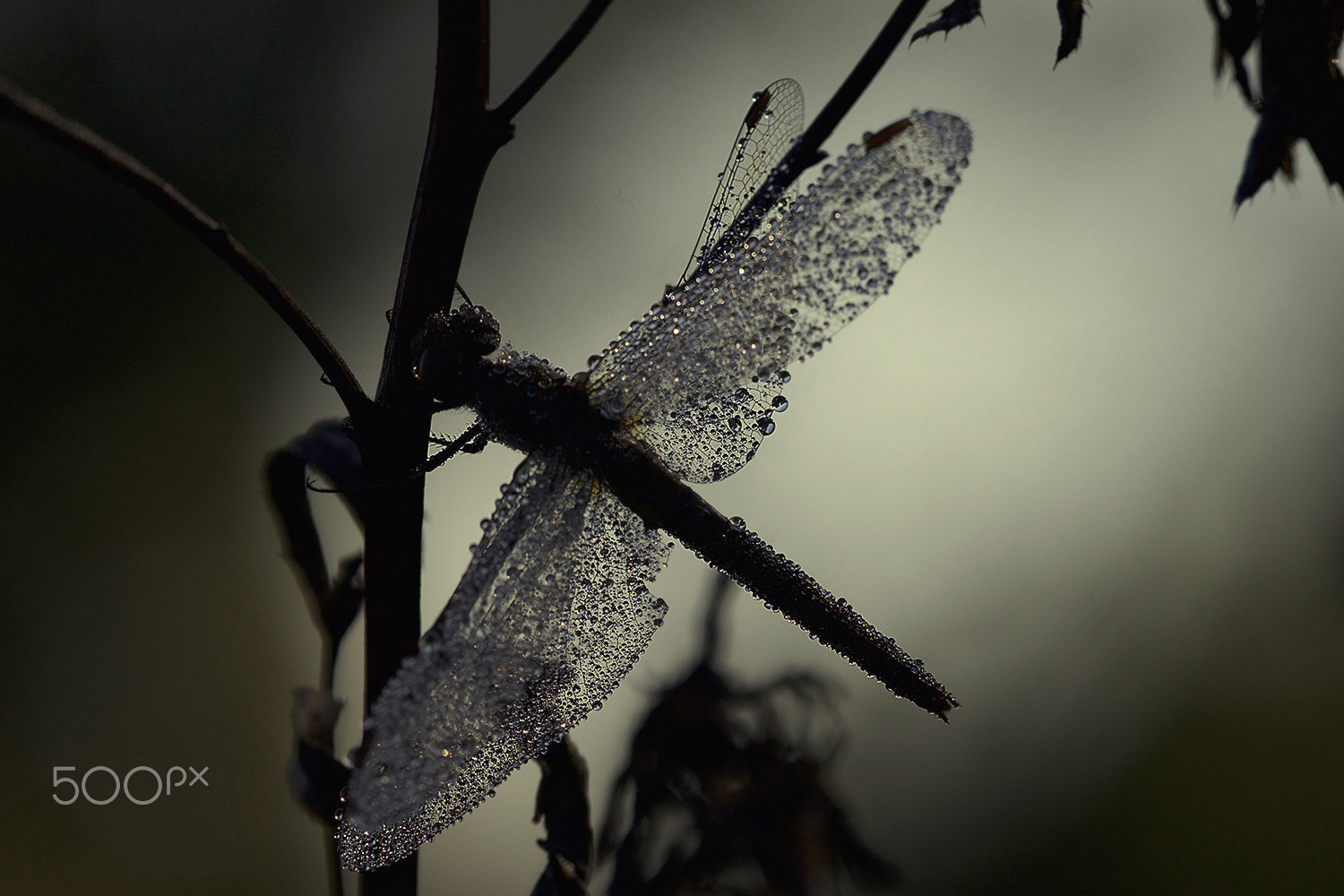 Sigma APO Macro 150mm f/2.8 EX DG HSM sample photo. Dreamer photography