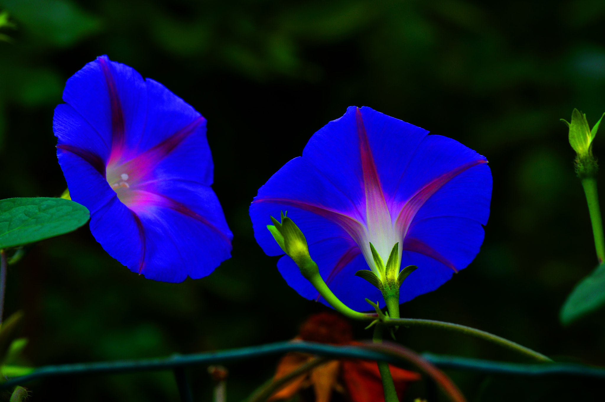 AF Micro-Nikkor 105mm f/2.8 sample photo. Свидание photography
