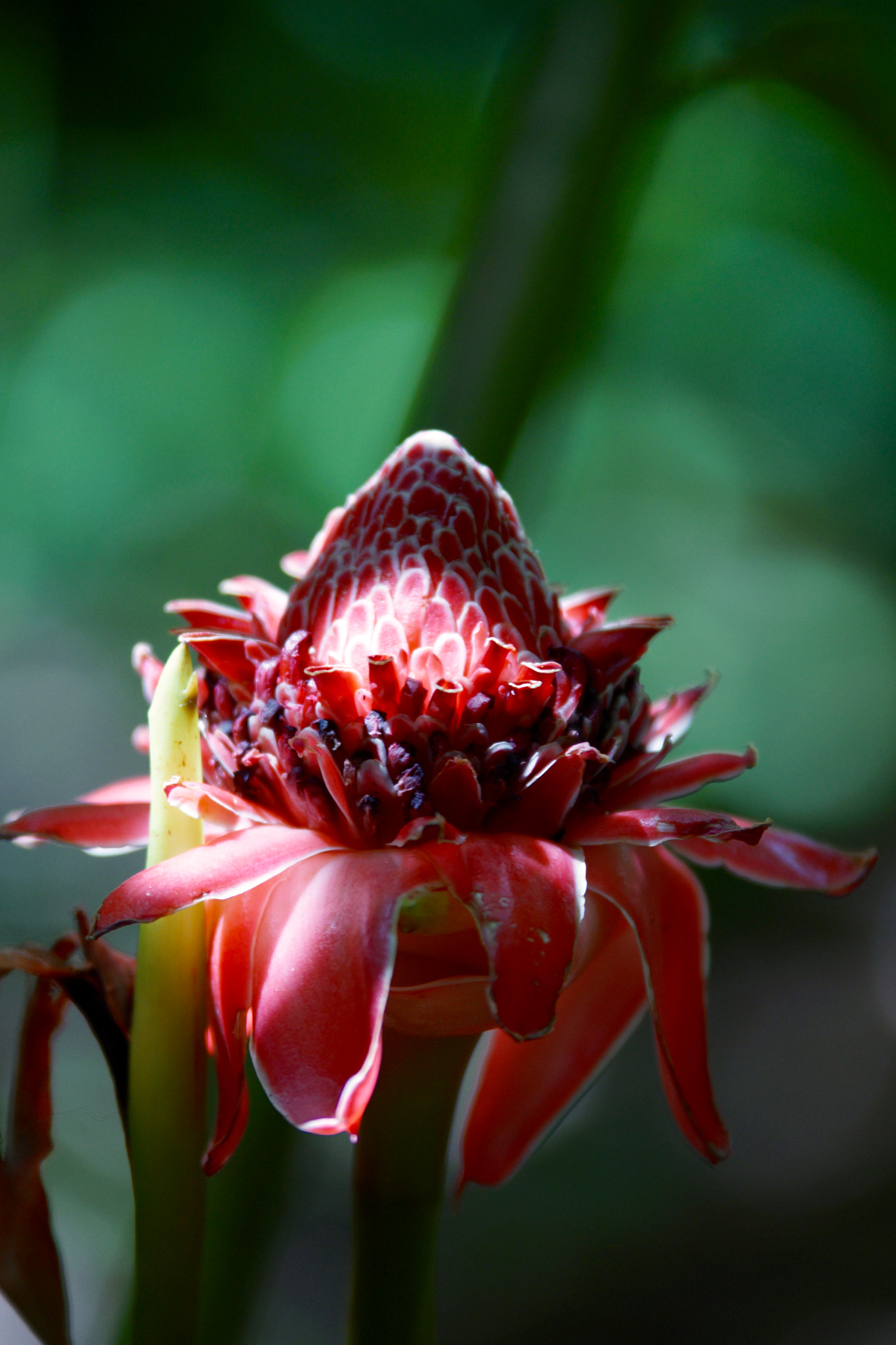 Sigma 70-200mm F2.8 EX DG Macro HSM II sample photo. Rose de porcelaine photography