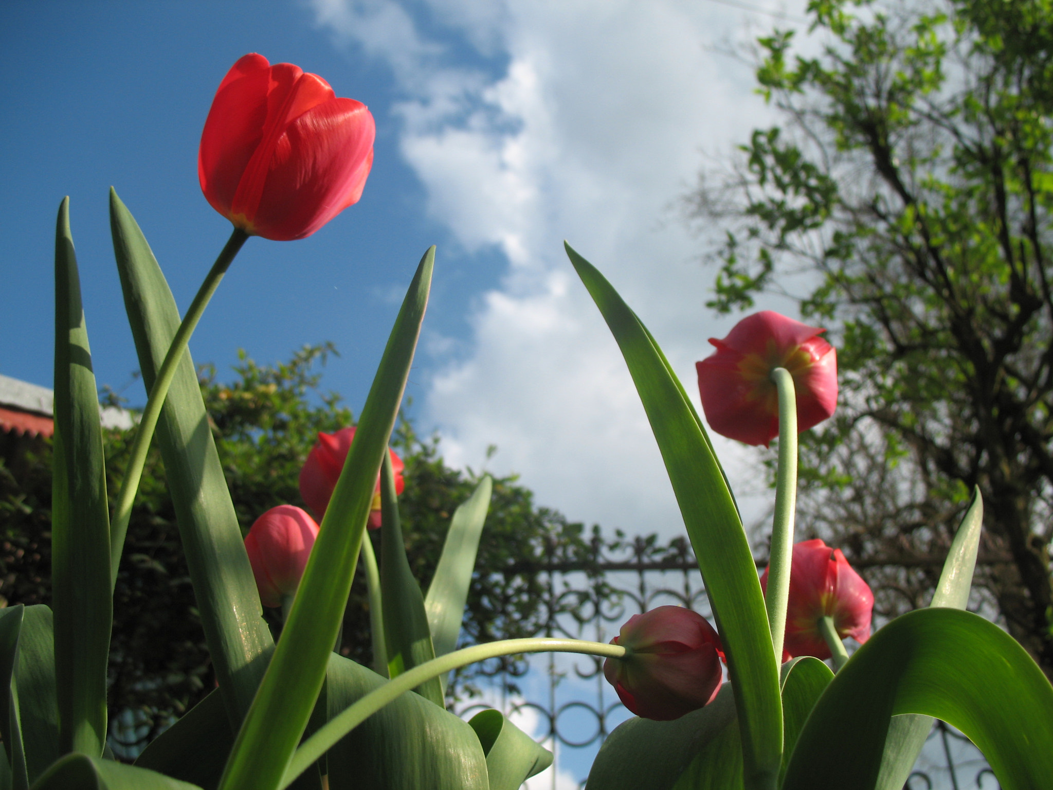 Canon POWERSHOT A620 sample photo. Tulips photography