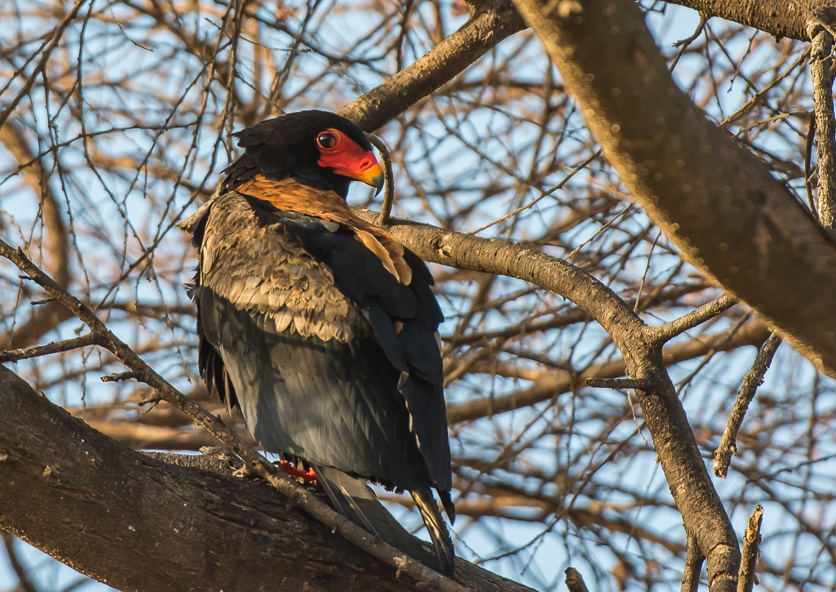 Nikon D7100 + Nikon AF-S Nikkor 200-400mm F4G ED-IF VR sample photo. Bateleur photography