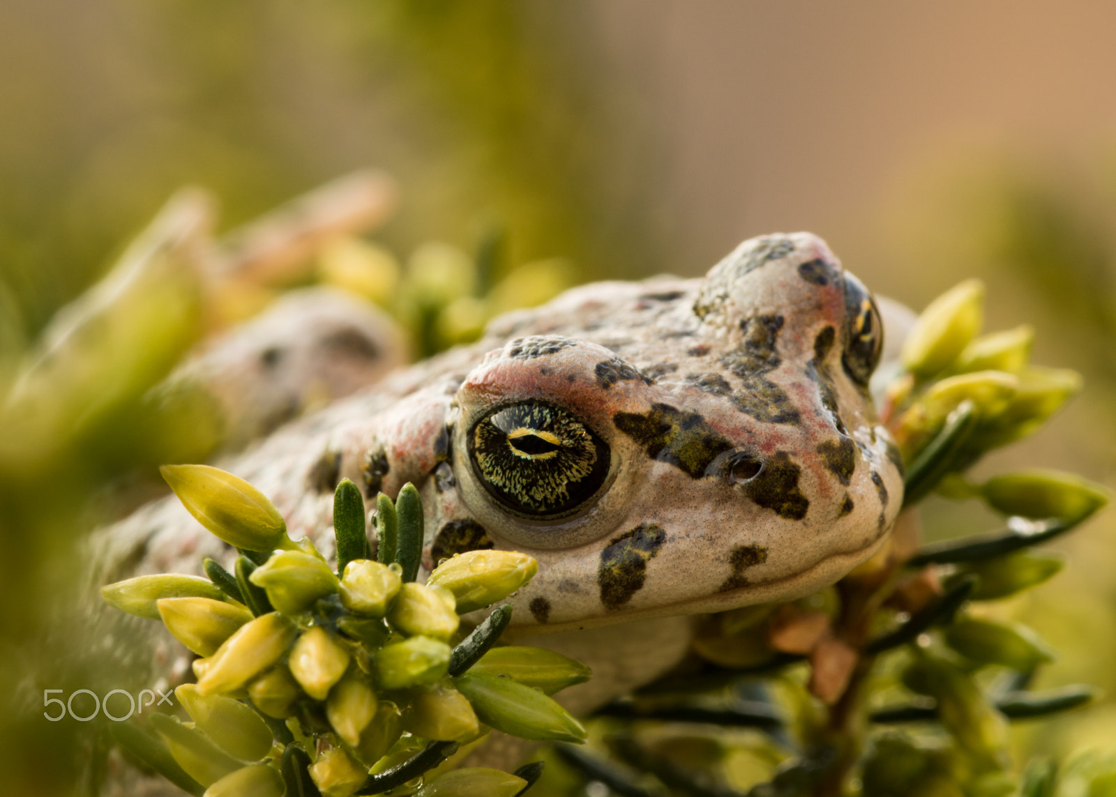 Sigma 105mm F2.8 EX DG OS HSM sample photo. Lazy toad photography