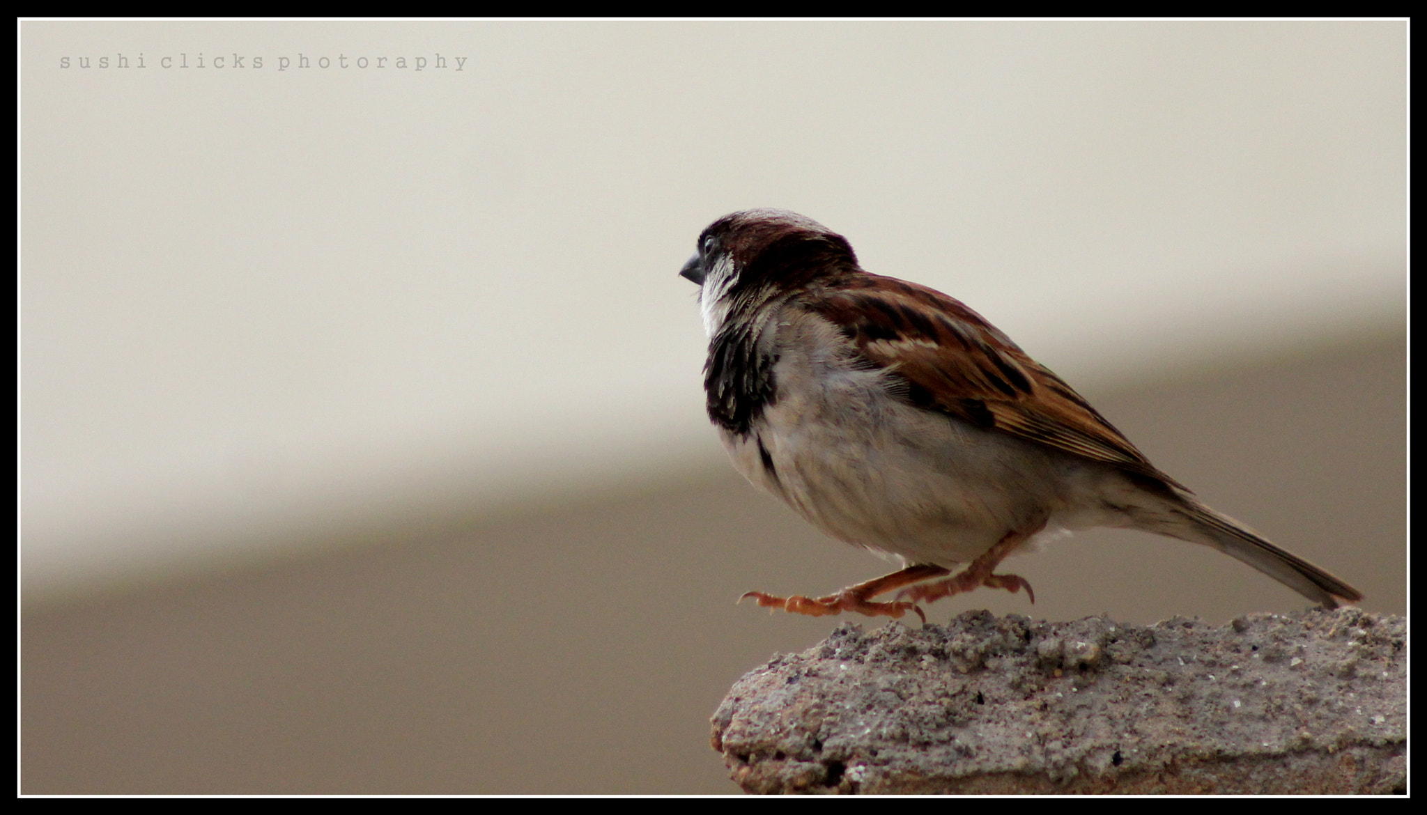 Canon EF 75-300mm f/4-5.6 USM sample photo. Take off photography