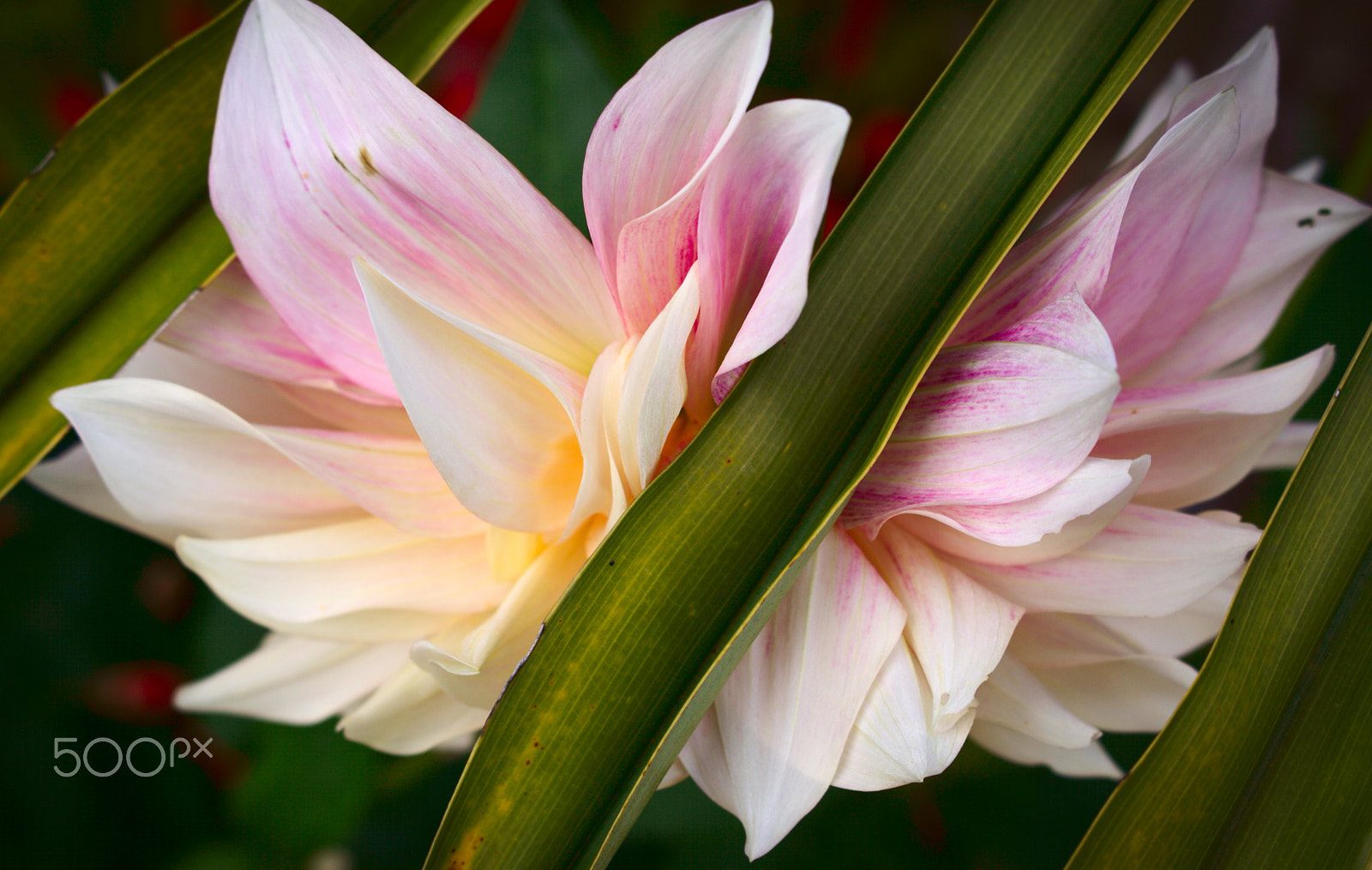 Canon EOS 50D sample photo. Pick a boo ! photography