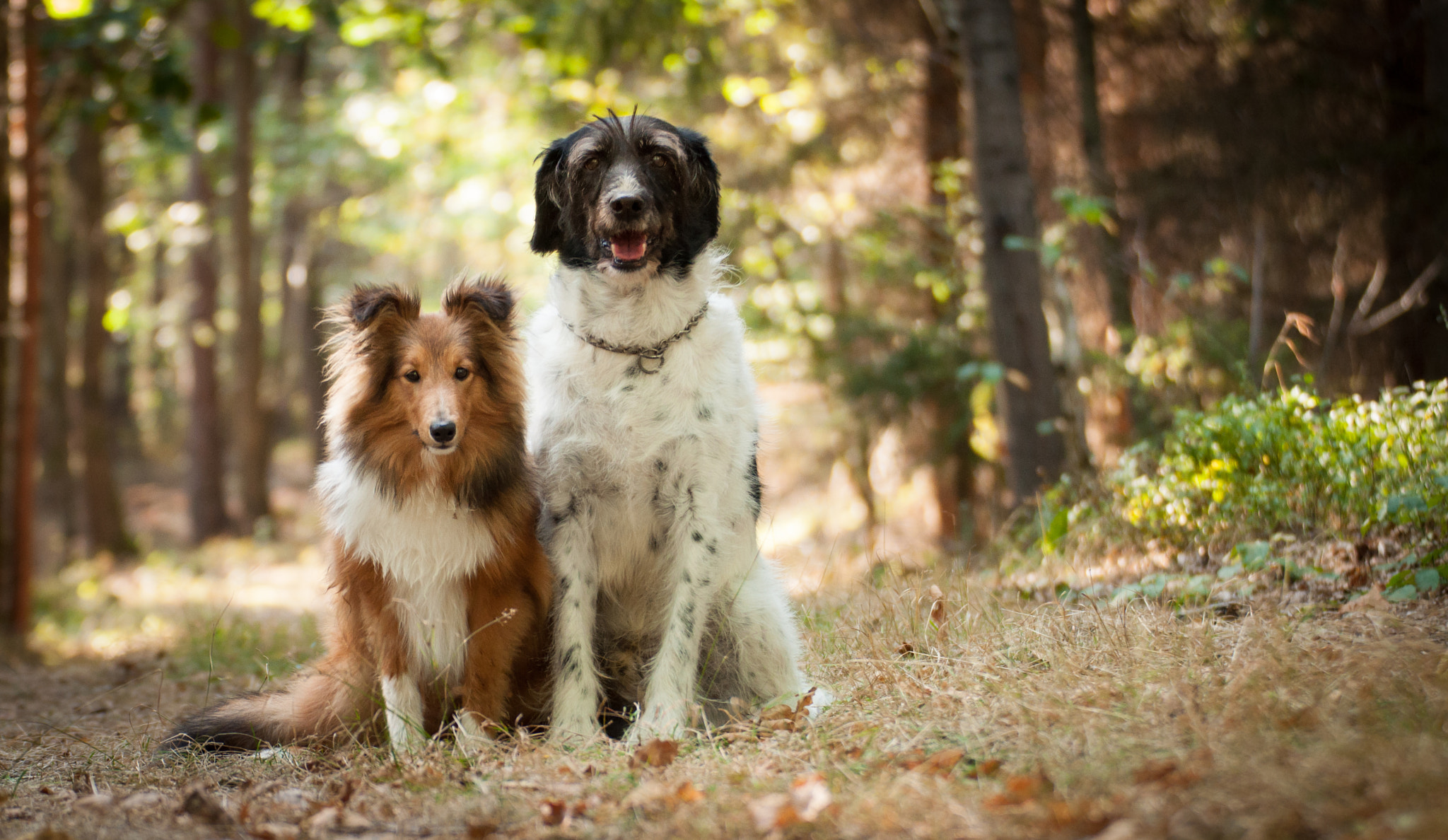 Nikon D5000 sample photo. Turbo and lexus photography