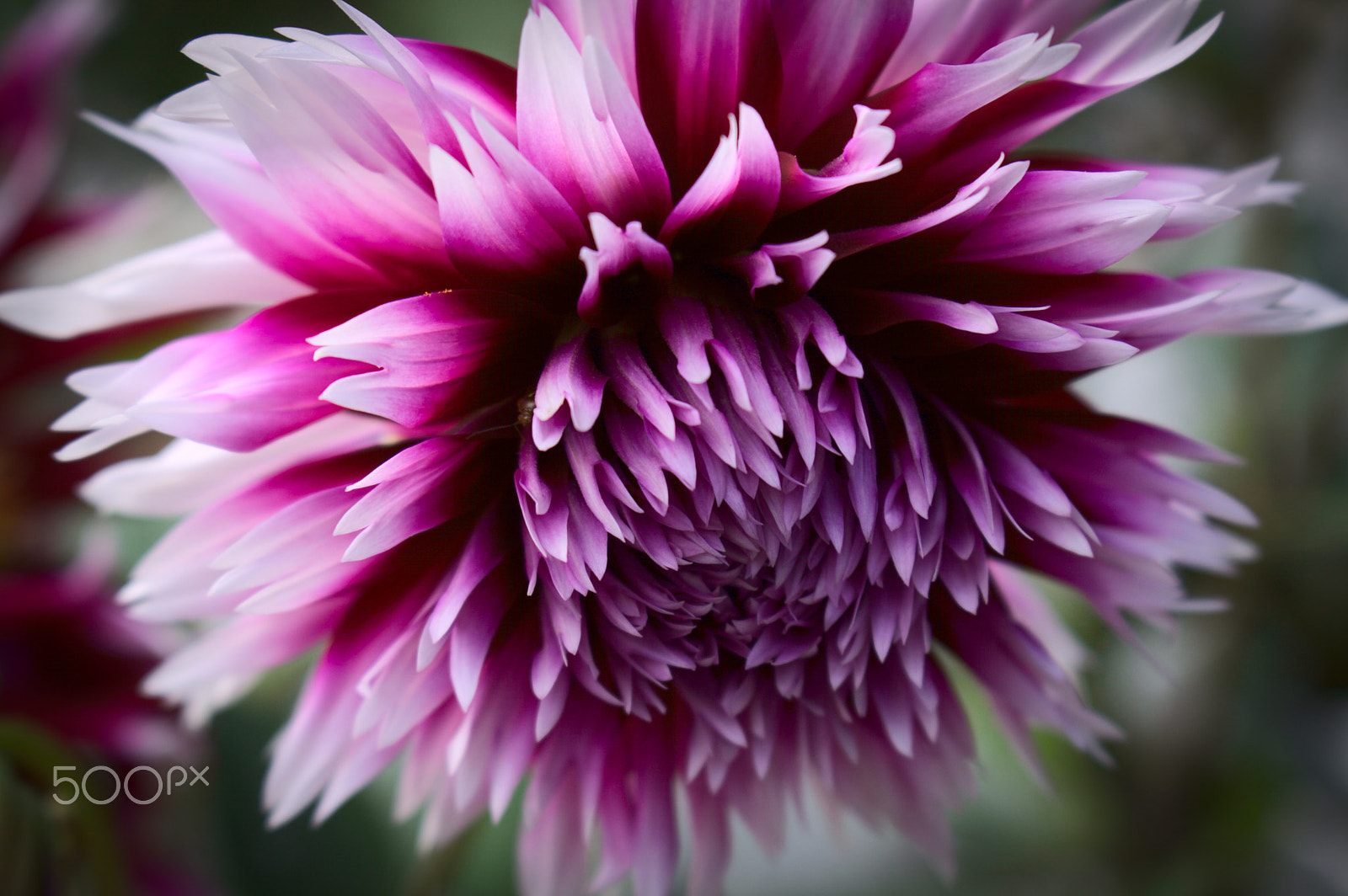 Canon EOS 50D sample photo. Purple'n white dahlia photography