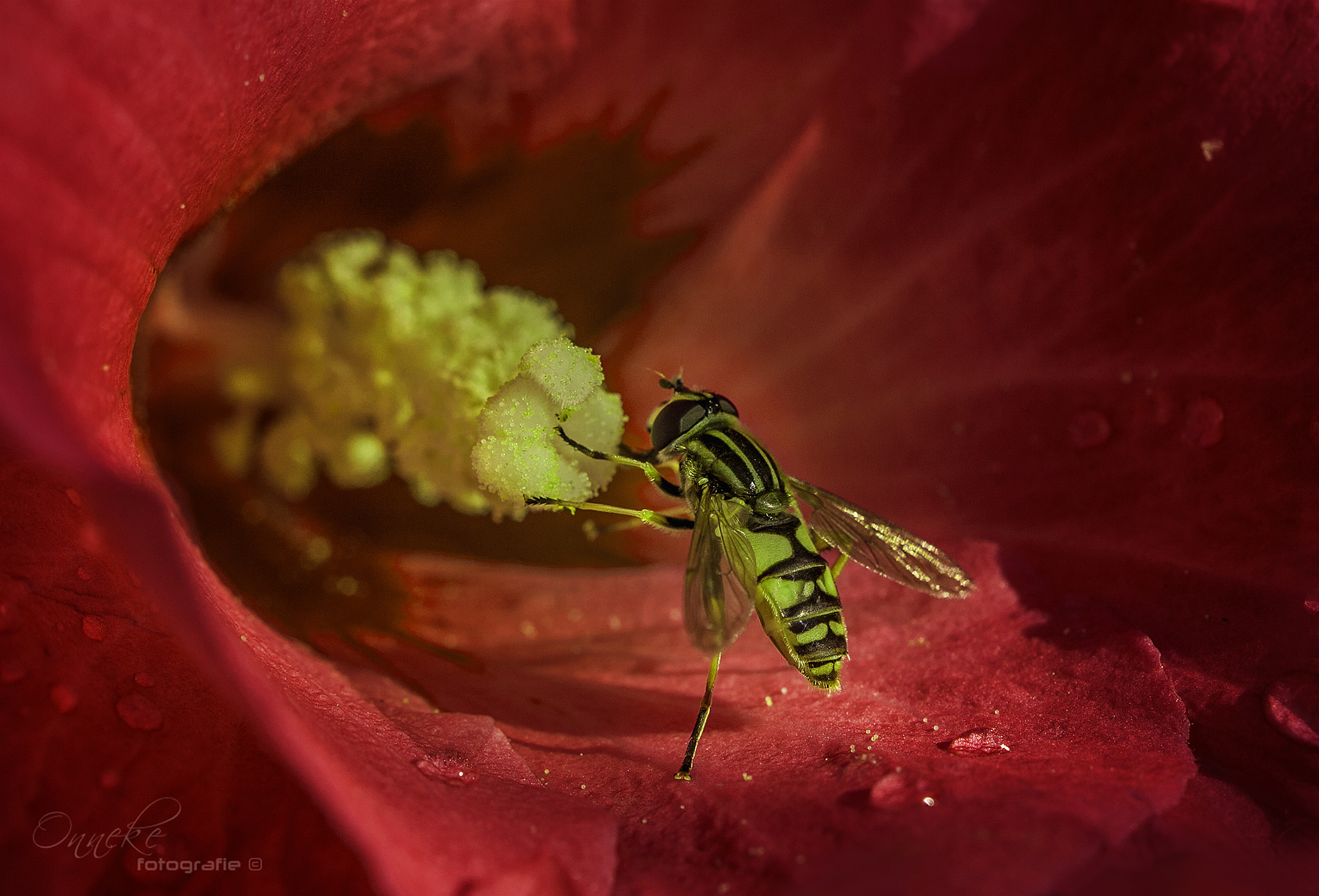 Canon EF 100mm F2.8 Macro USM sample photo. Hungry photography
