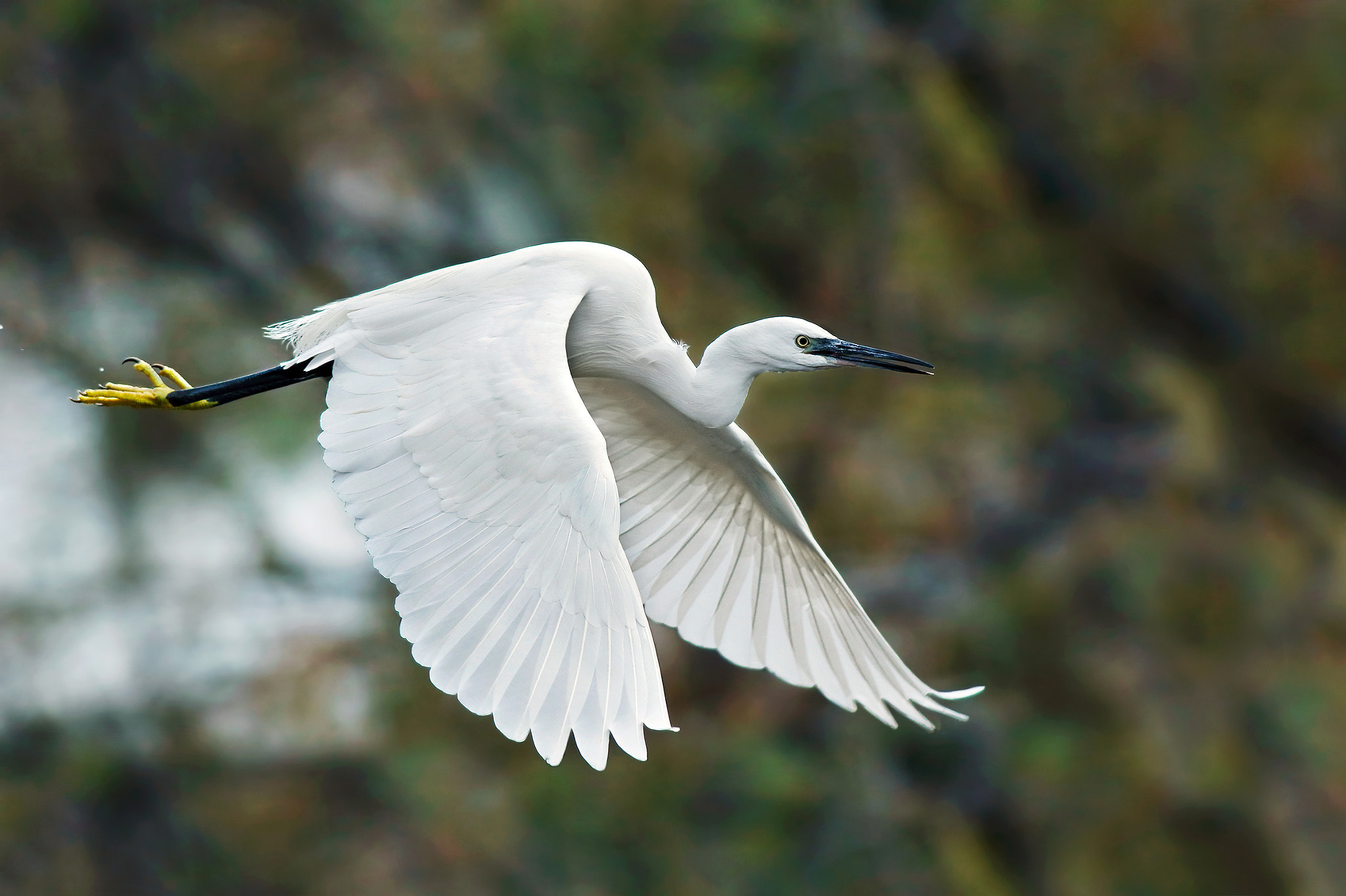 Canon EF 500mm f/4.5L sample photo. Egret photography