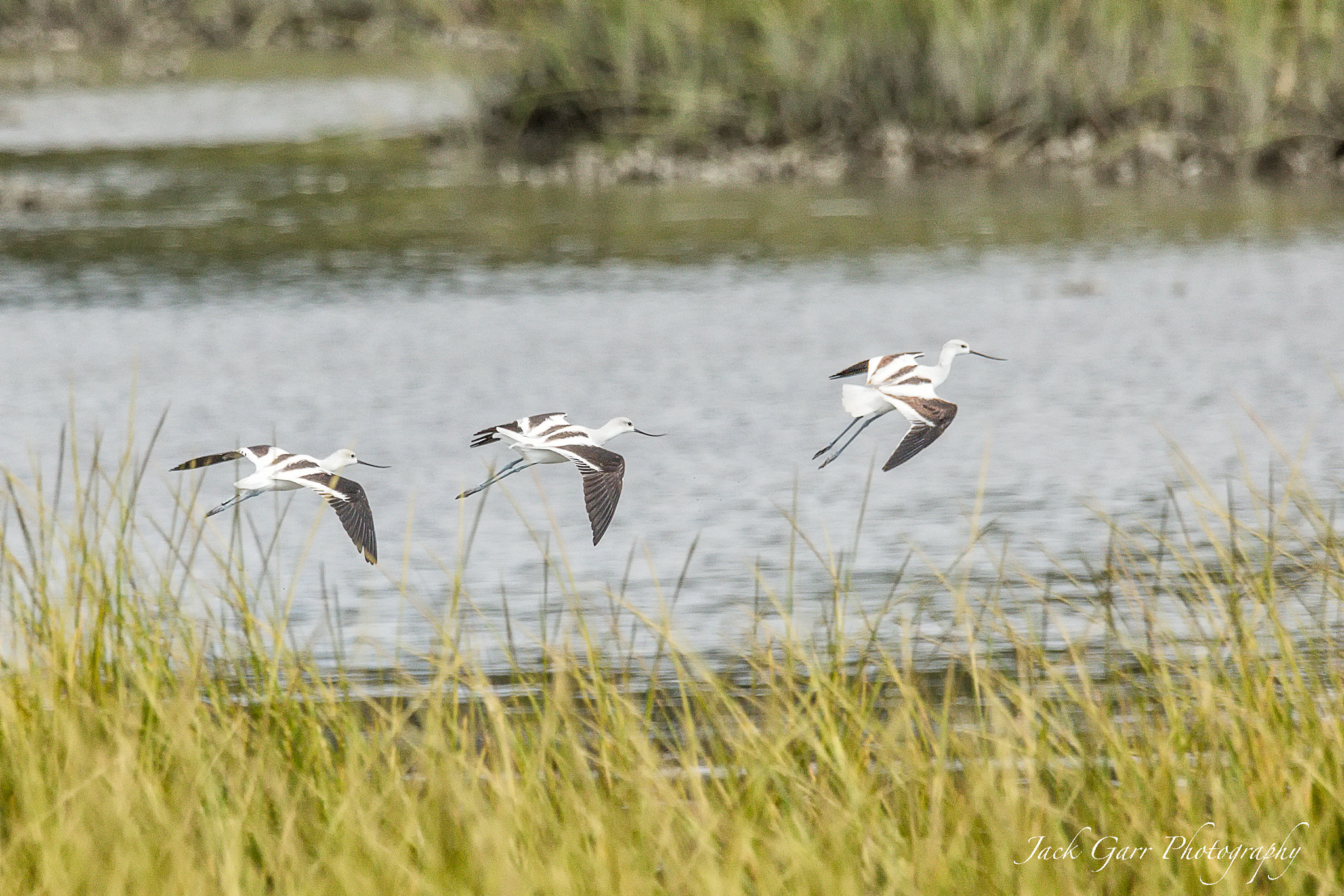 150-600mm F5-6.3 DG OS HSM | Sports 014 sample photo. American avocet adult non breeding in flight photography