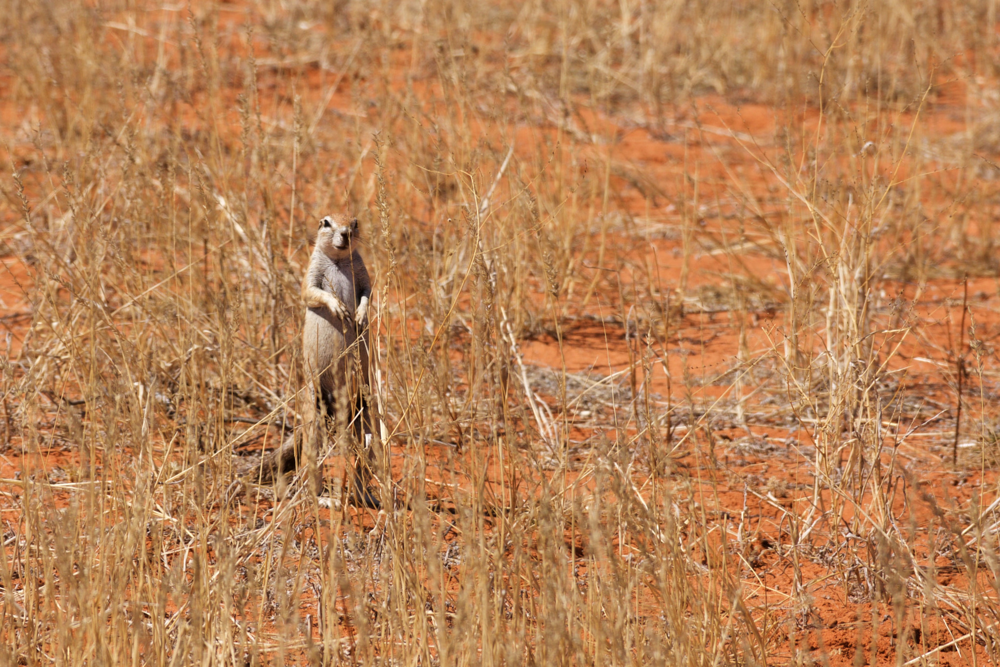 Sony Alpha DSLR-A700 sample photo. Ground squirrel photography