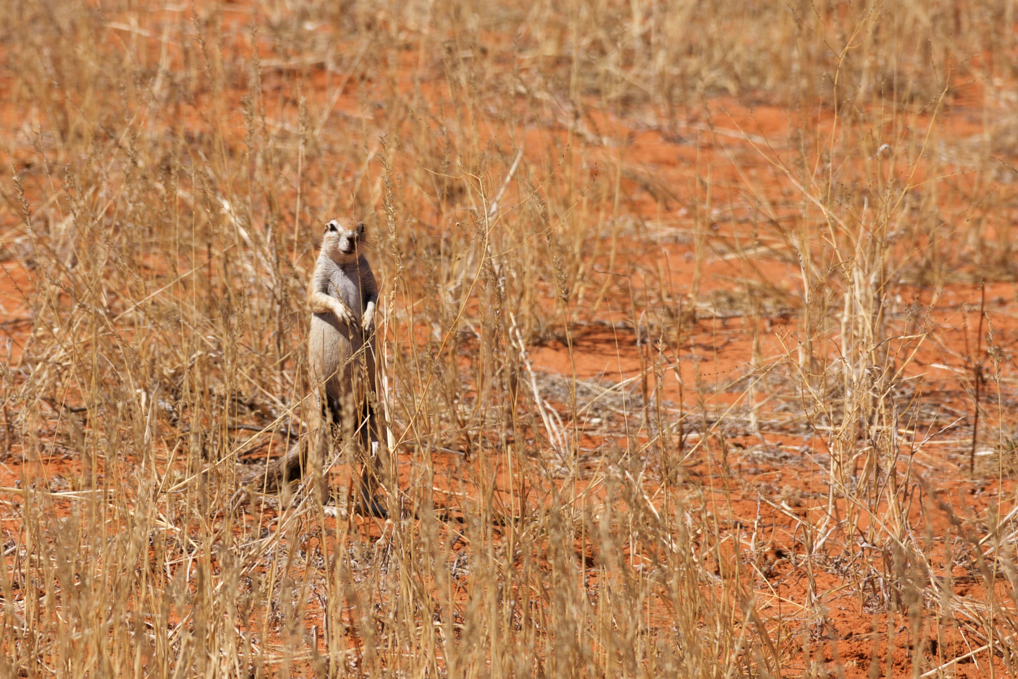 Sony Alpha DSLR-A700 + Sony 70-300mm F4.5-5.6 G SSM sample photo. Ground squirrel photography