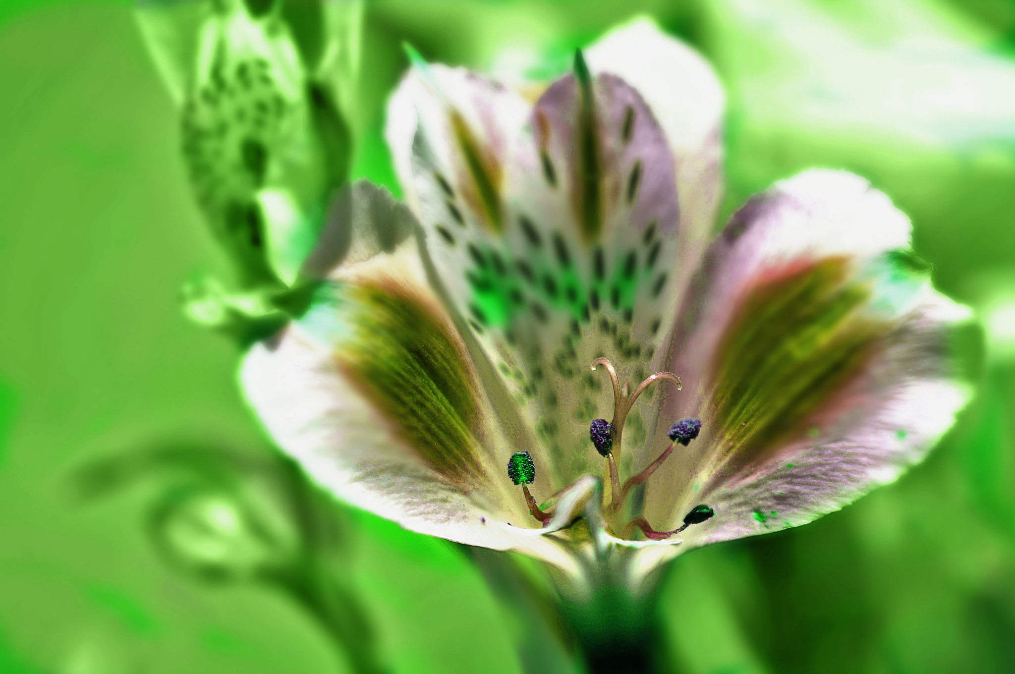 AF Micro-Nikkor 105mm f/2.8 sample photo. Цветочек photography