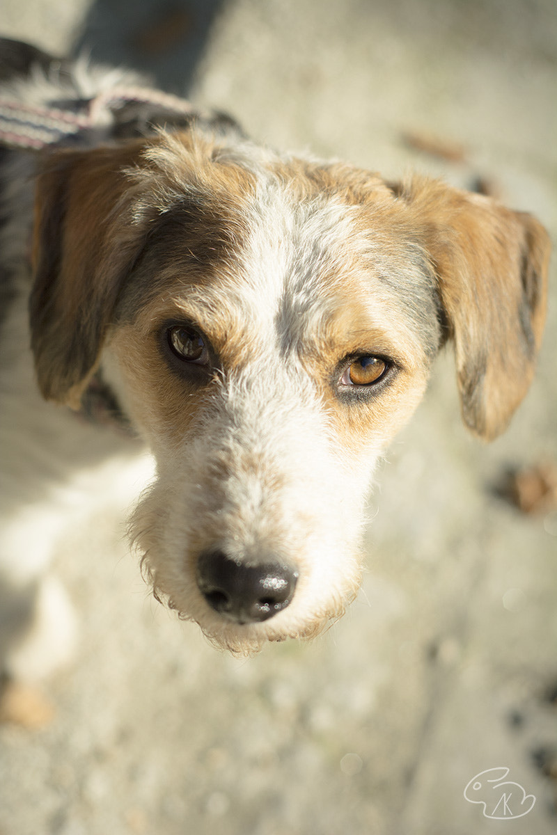 Nikon D5200 + AF Nikkor 50mm f/1.8 sample photo. Czapi photography