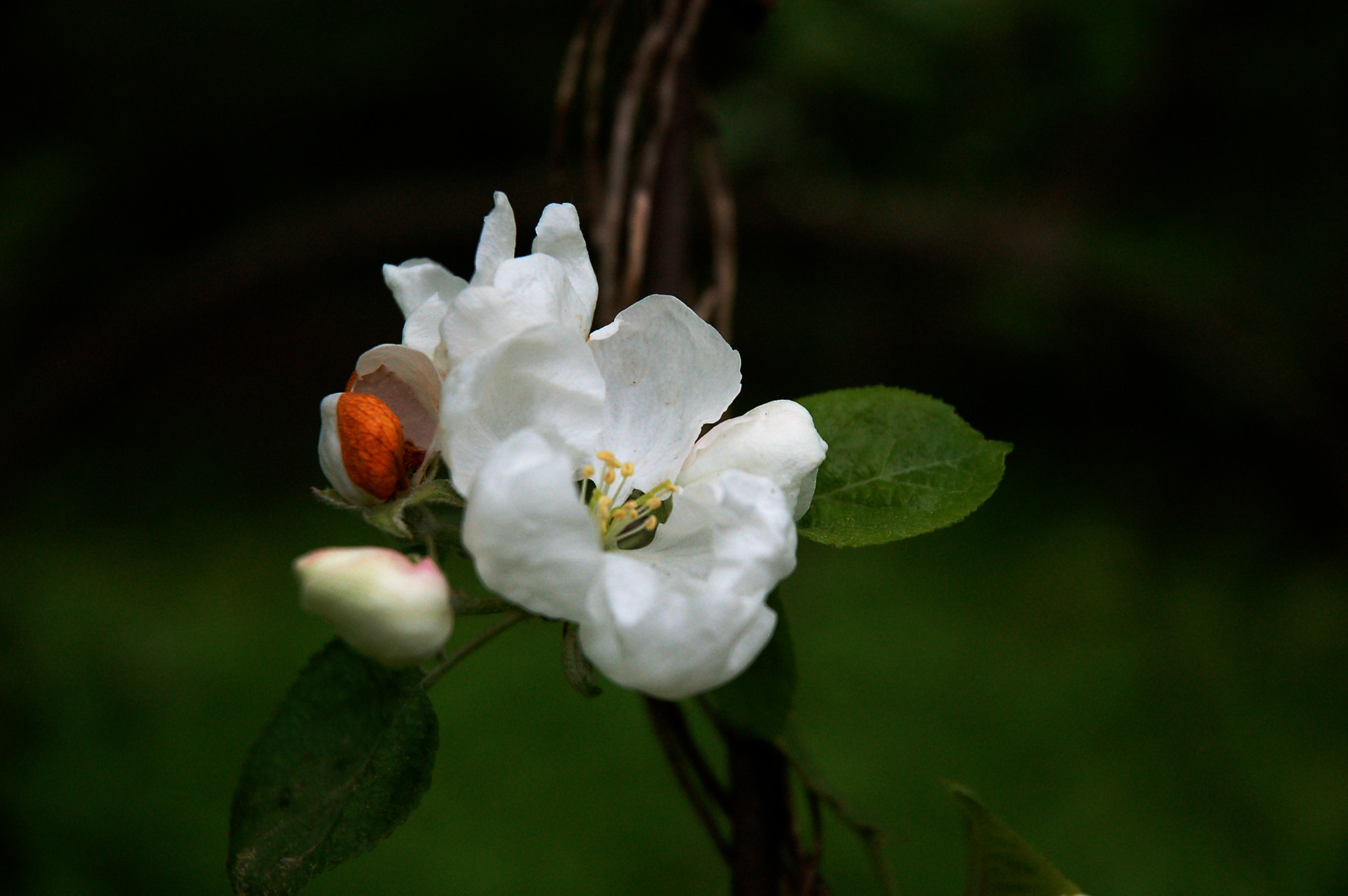 Nikon D50 sample photo. Apple photography