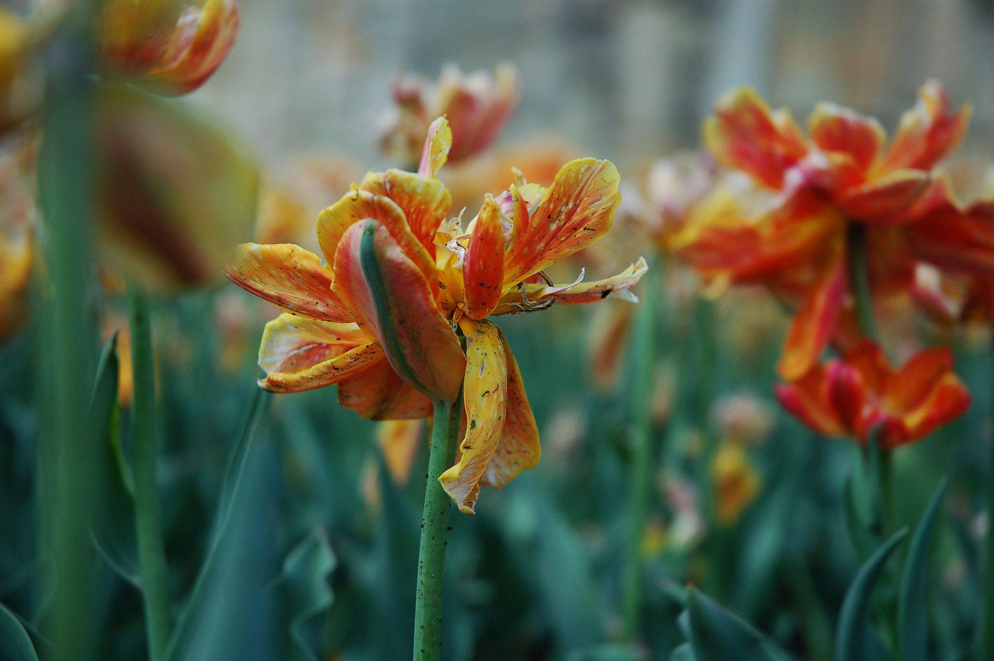 Nikon D50 sample photo. I photography