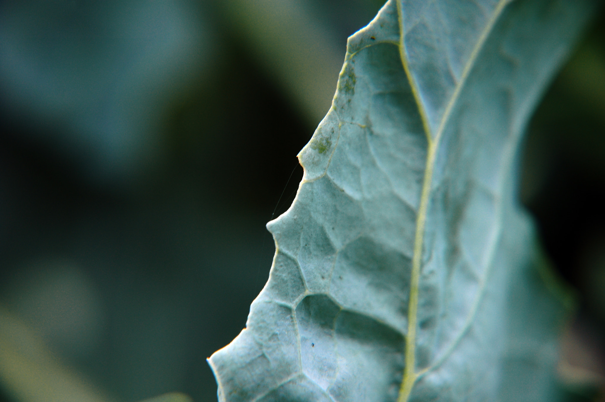 Nikon D50 sample photo. C photography