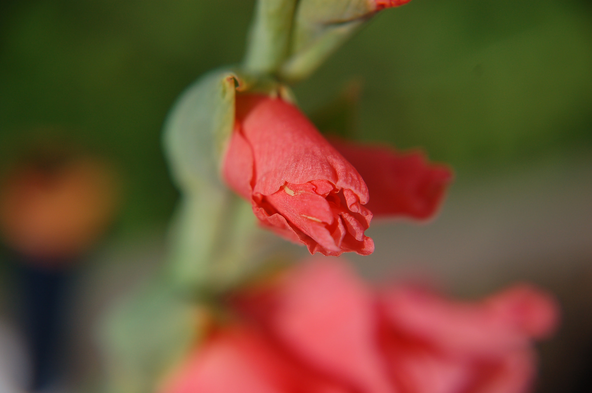 Nikon D50 sample photo. R photography