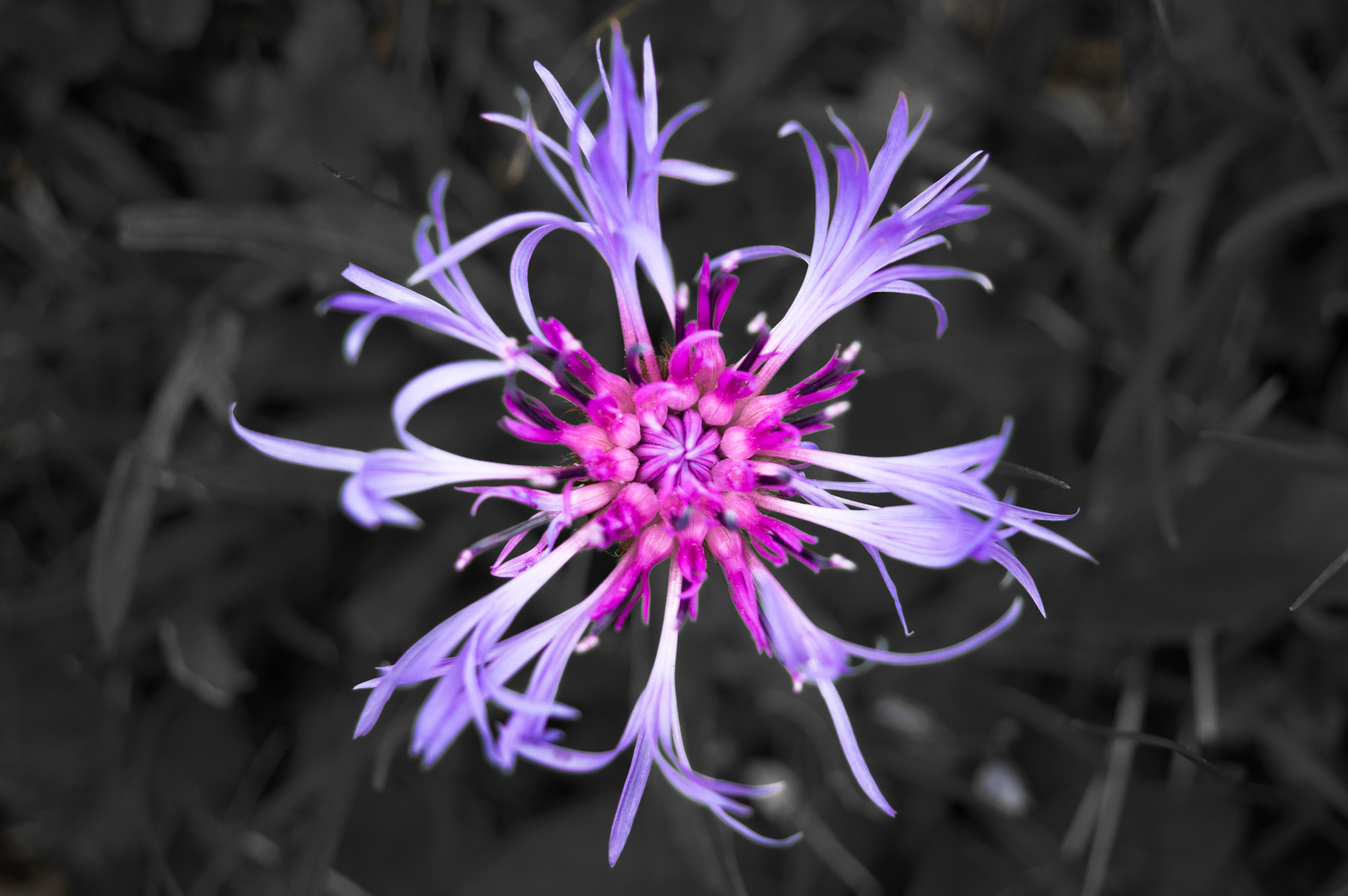 Pentax K-3 II sample photo. Purple fractal photography