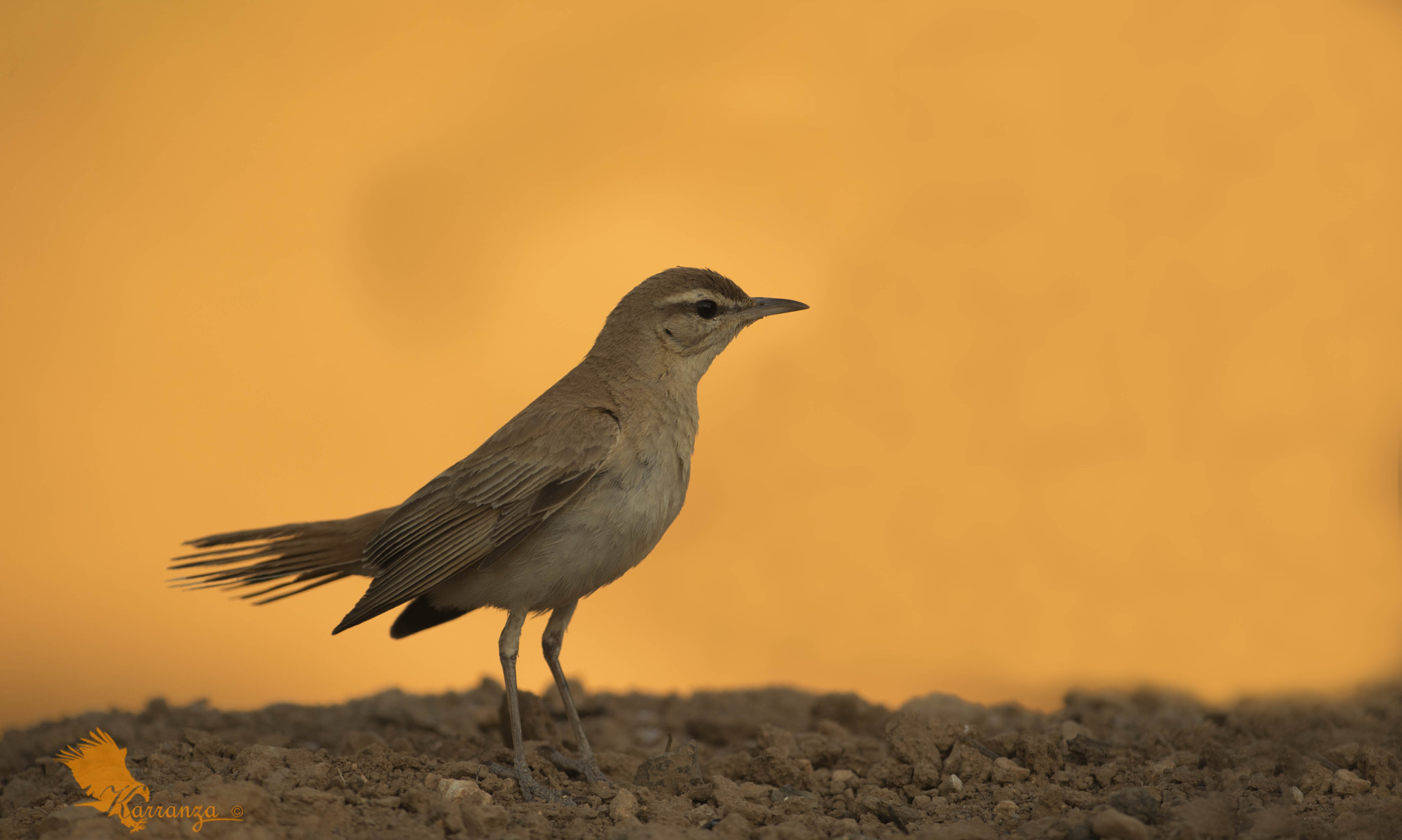 Canon EF 200-400mm F4L IS USM Extender 1.4x sample photo. Alzacola cordoba spain photography