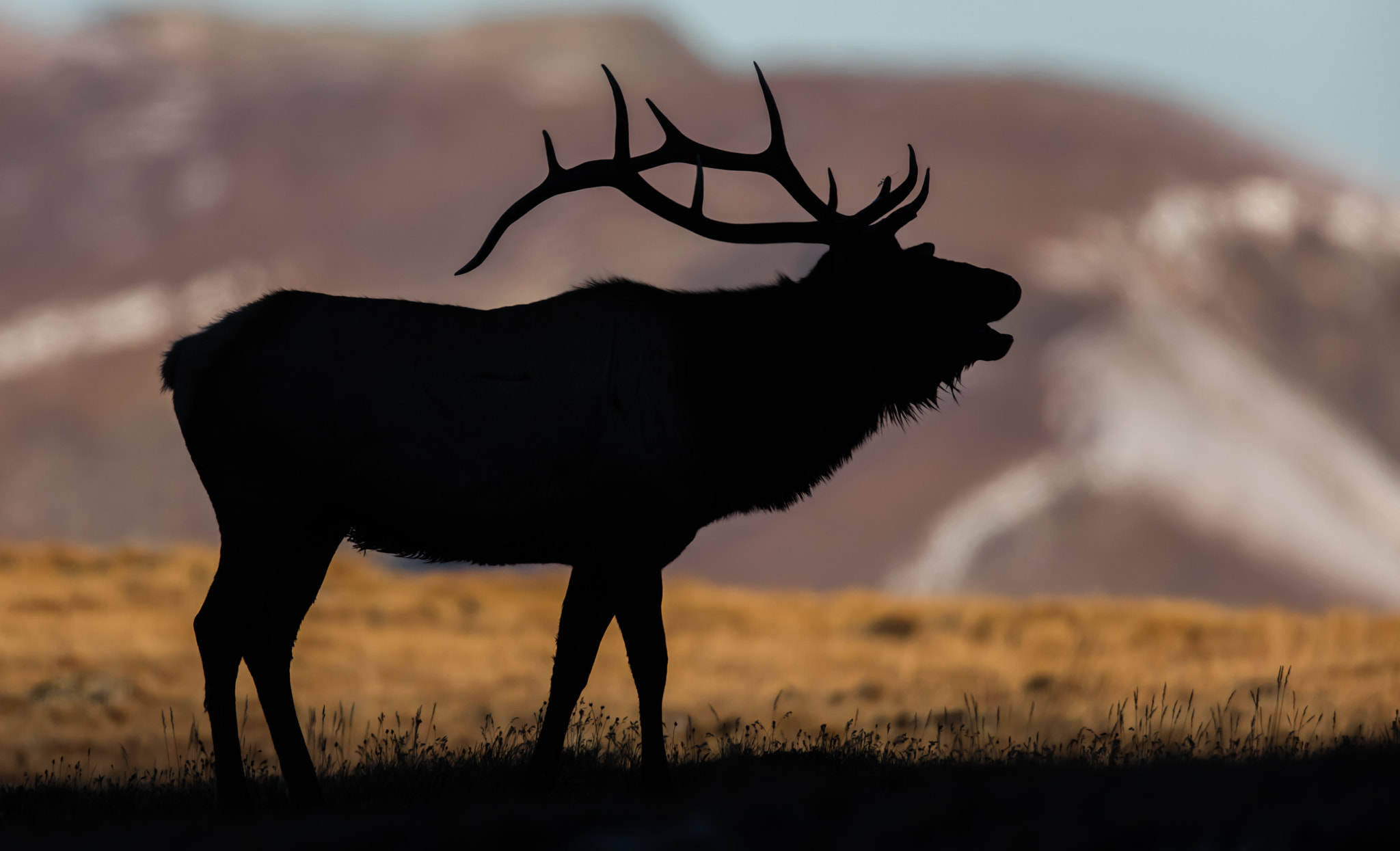 Canon EOS 5DS R + Canon EF 600mm F4L IS II USM sample photo. Elk bugle silloutte photography