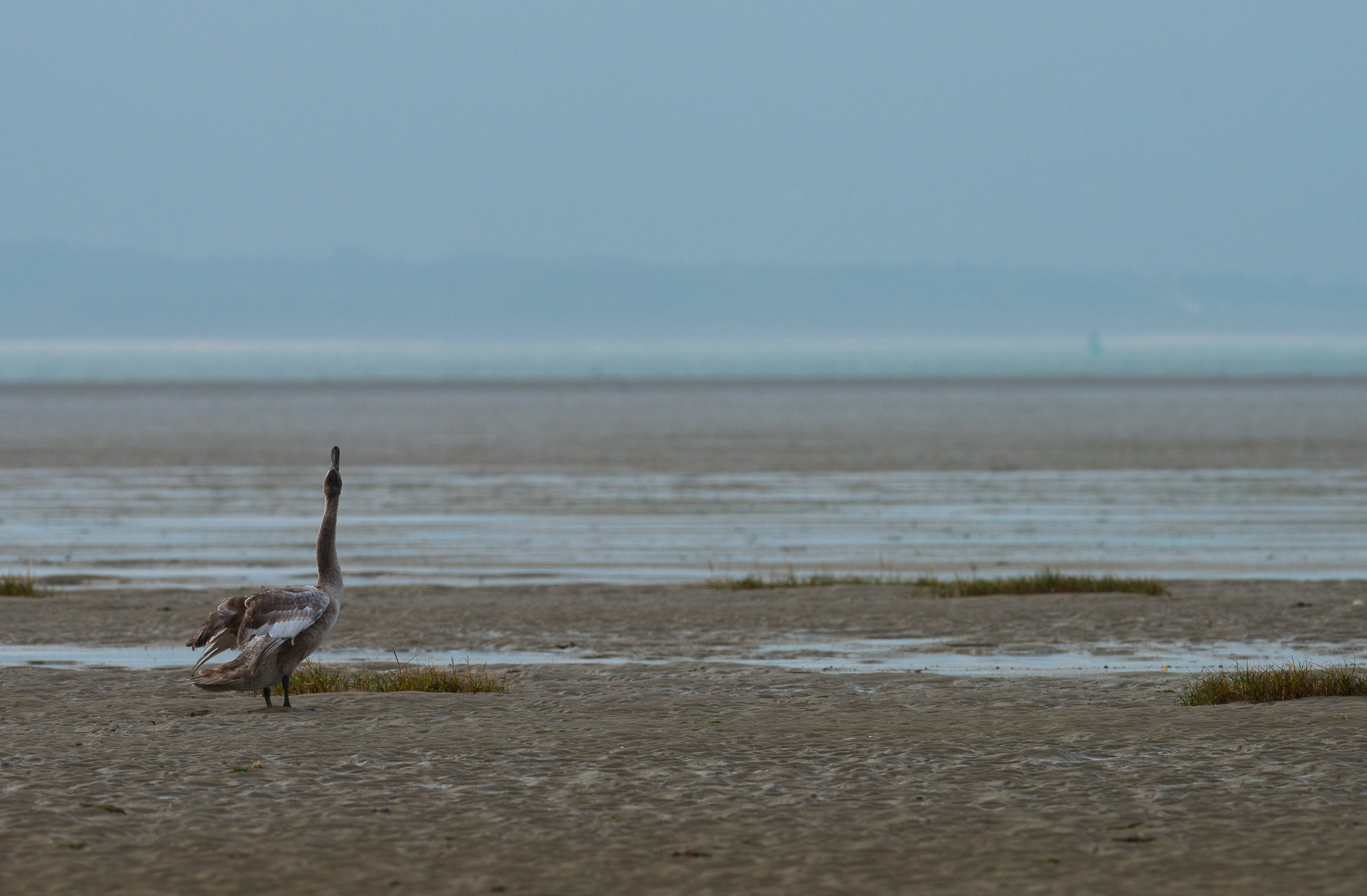 Nikon AF-S Nikkor 500mm F4E FL ED VR sample photo. Jeune cygne tuberculé photography